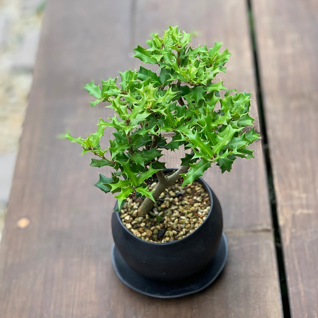 姫ヒイラギ | mini-bonsai.life