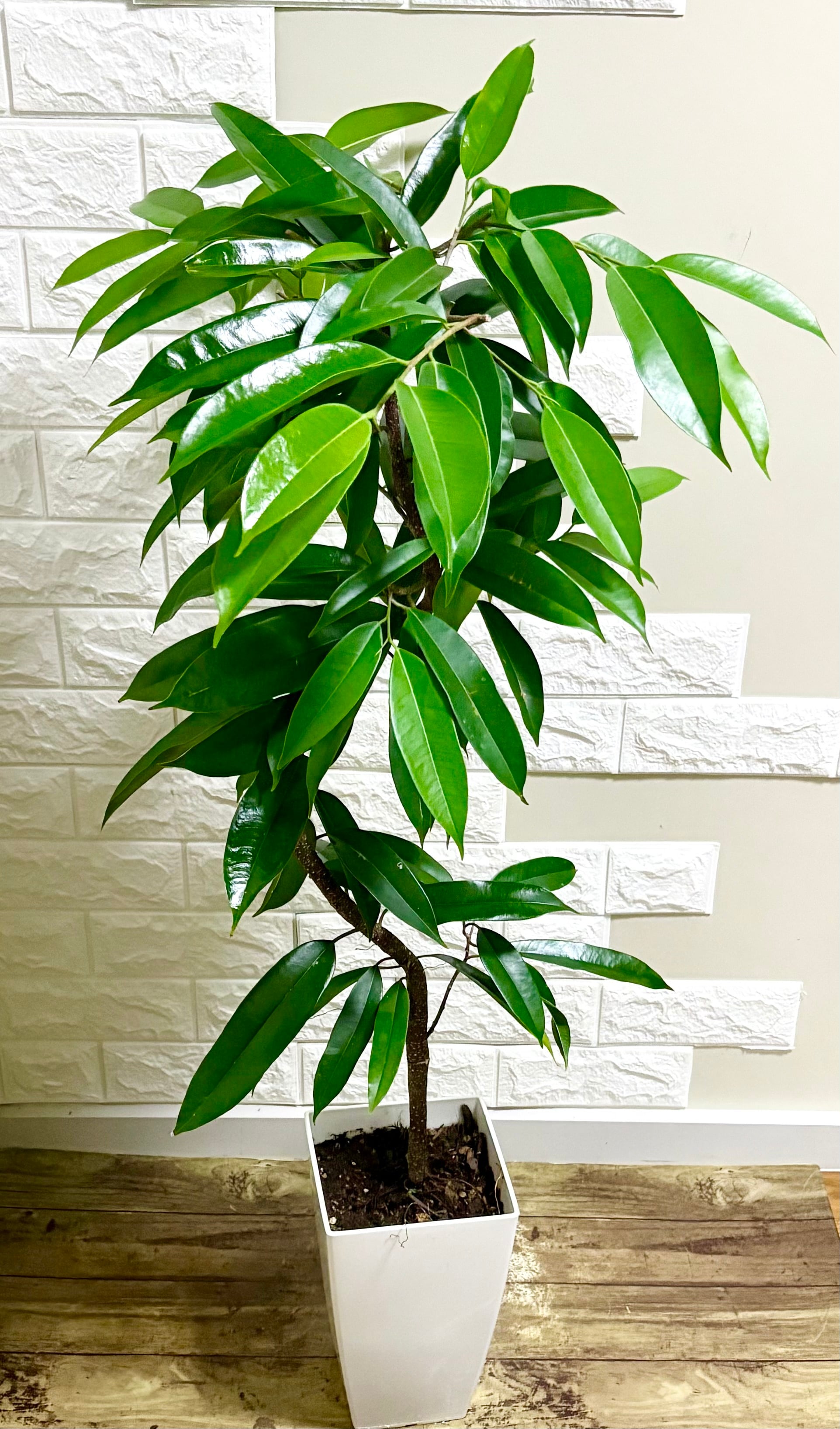 フィカスアムステルダム⭐️螺旋曲がり | 観葉植物のお店 feerie