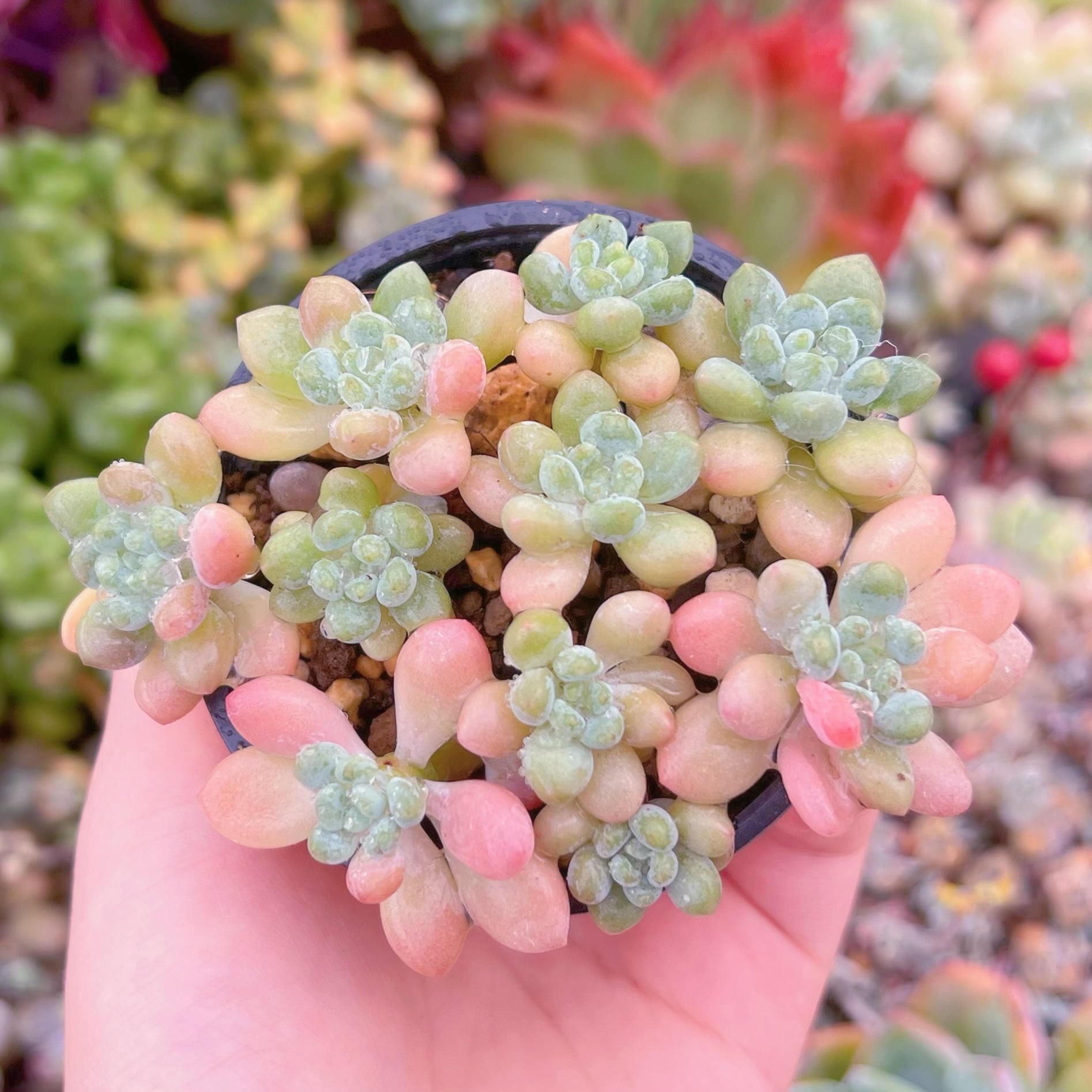 現品　Daphne#921　群生　るる農園