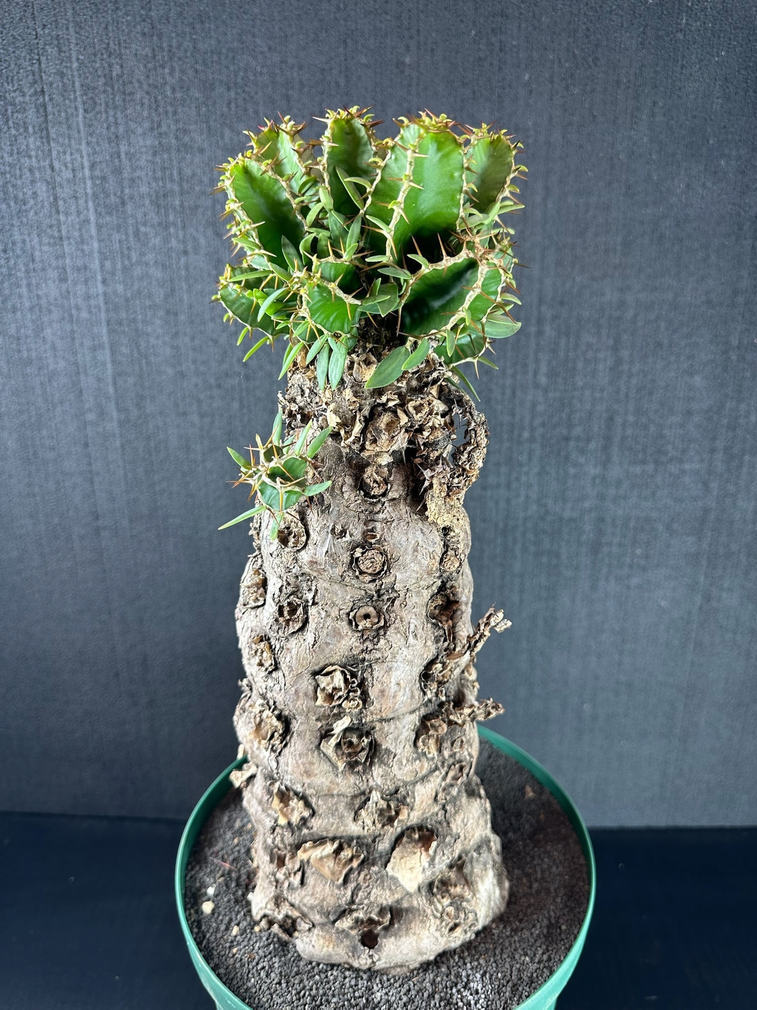 ユーフォルビア・ムランジーナ 鉢入り発送 Euphorbia Mlanjeana 園芸