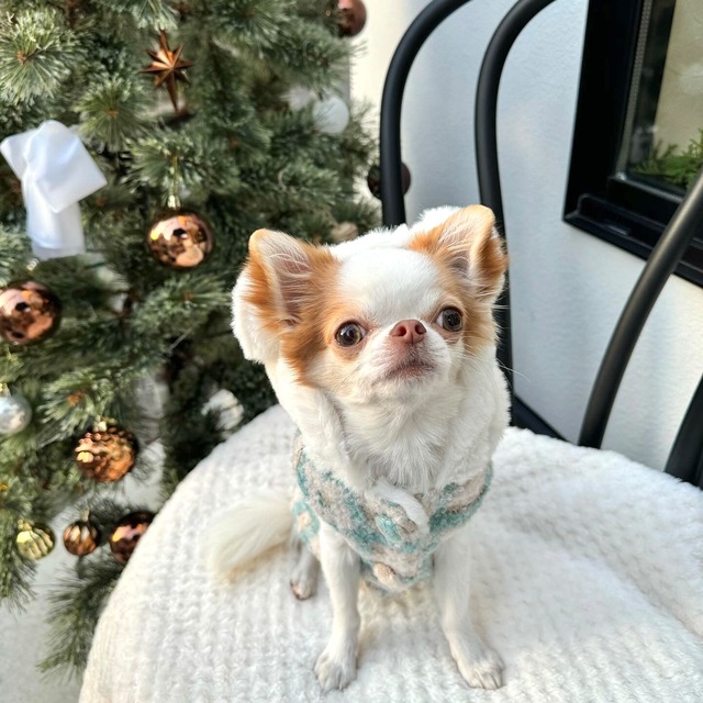 【予約】ブルーチェックベアベスト