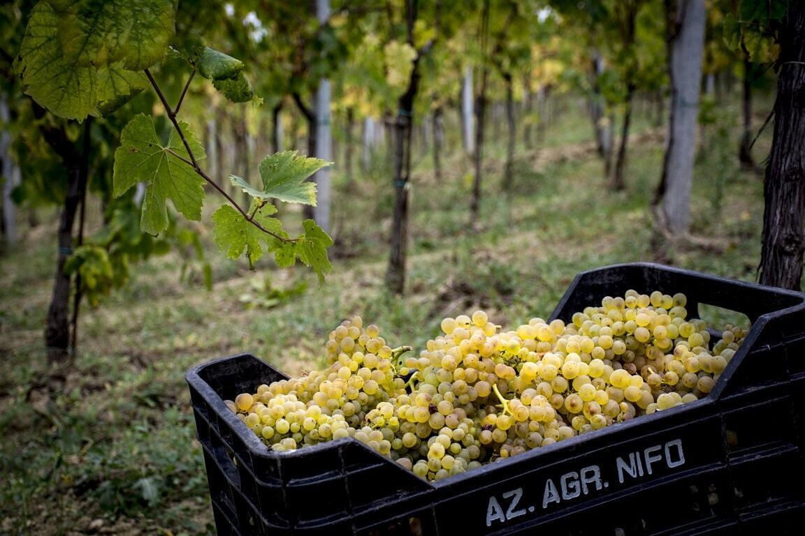 ぺこ品♪ボルサリーノ♪ローラ♪カテリナ ベルティーニ2点セット♪ ぺこ様専用品♪ボルサリーノ♪ローラ♪カテリナ ベルティーニ2点セット♪