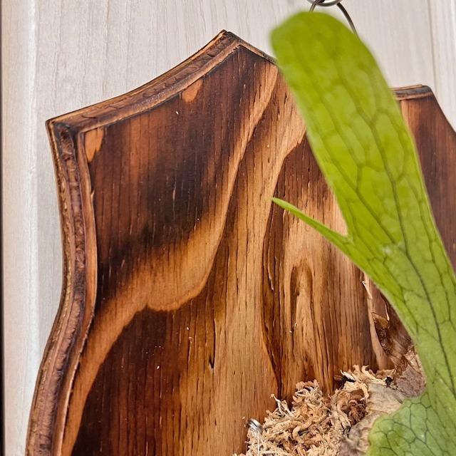 ビカクシダ グランデ 板付 【観葉植物 壁掛け コウモリラン】