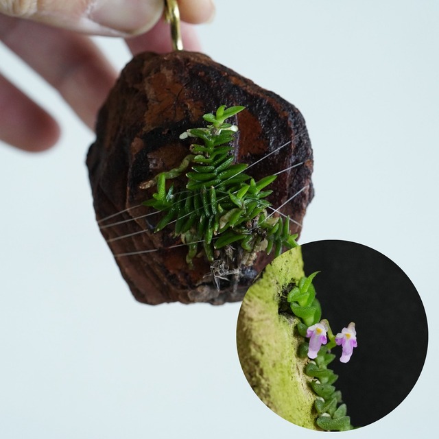 【ミニコルク着生ラン】ショエノルチス スコロペンドリア Schoenorchis scolopendria