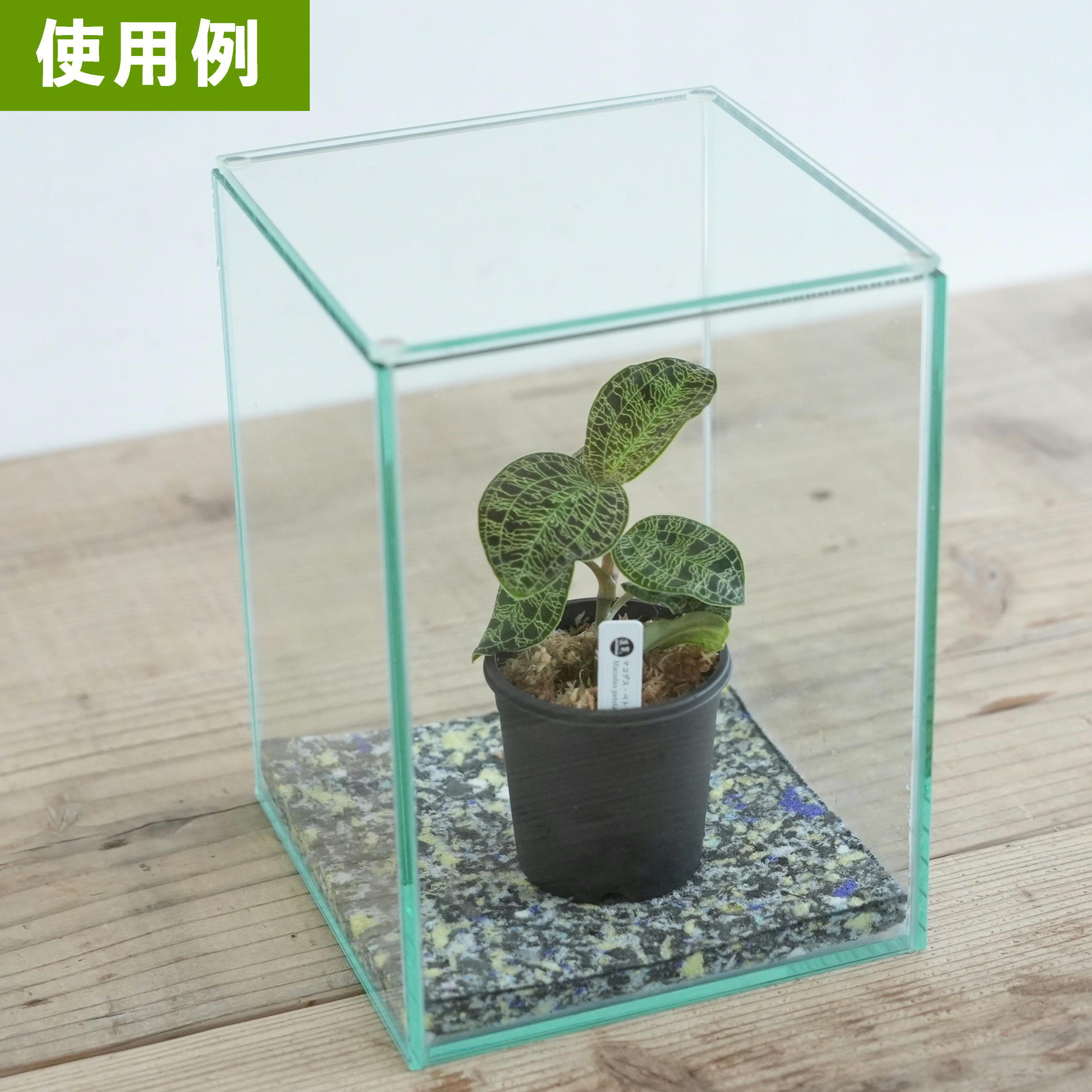 アクアセル150×150mm【保水用シート】 | 苔テラリウム専門ショップ道草