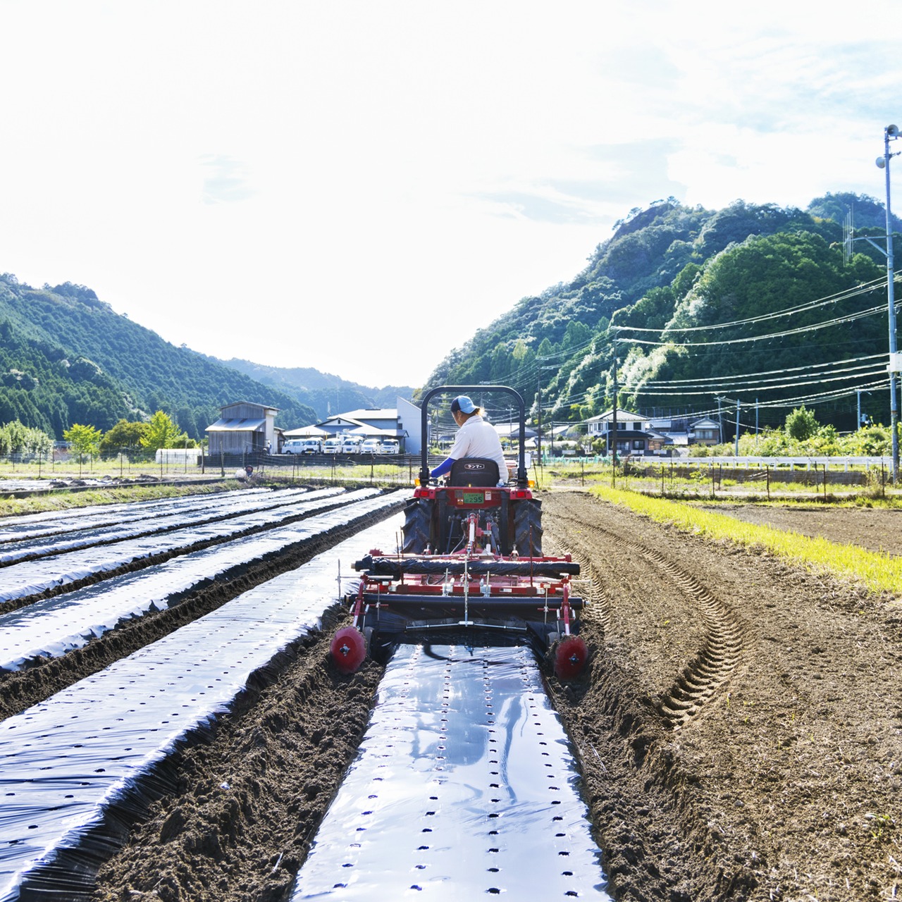 にんにく500g(農薬・化学肥料・除草剤不使用)