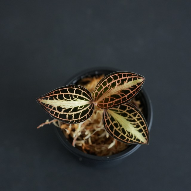 ◆現品◆アネクトキルス アルボリニアタス【ジュエルオーキッド宝石蘭／石崎バイオ】#902