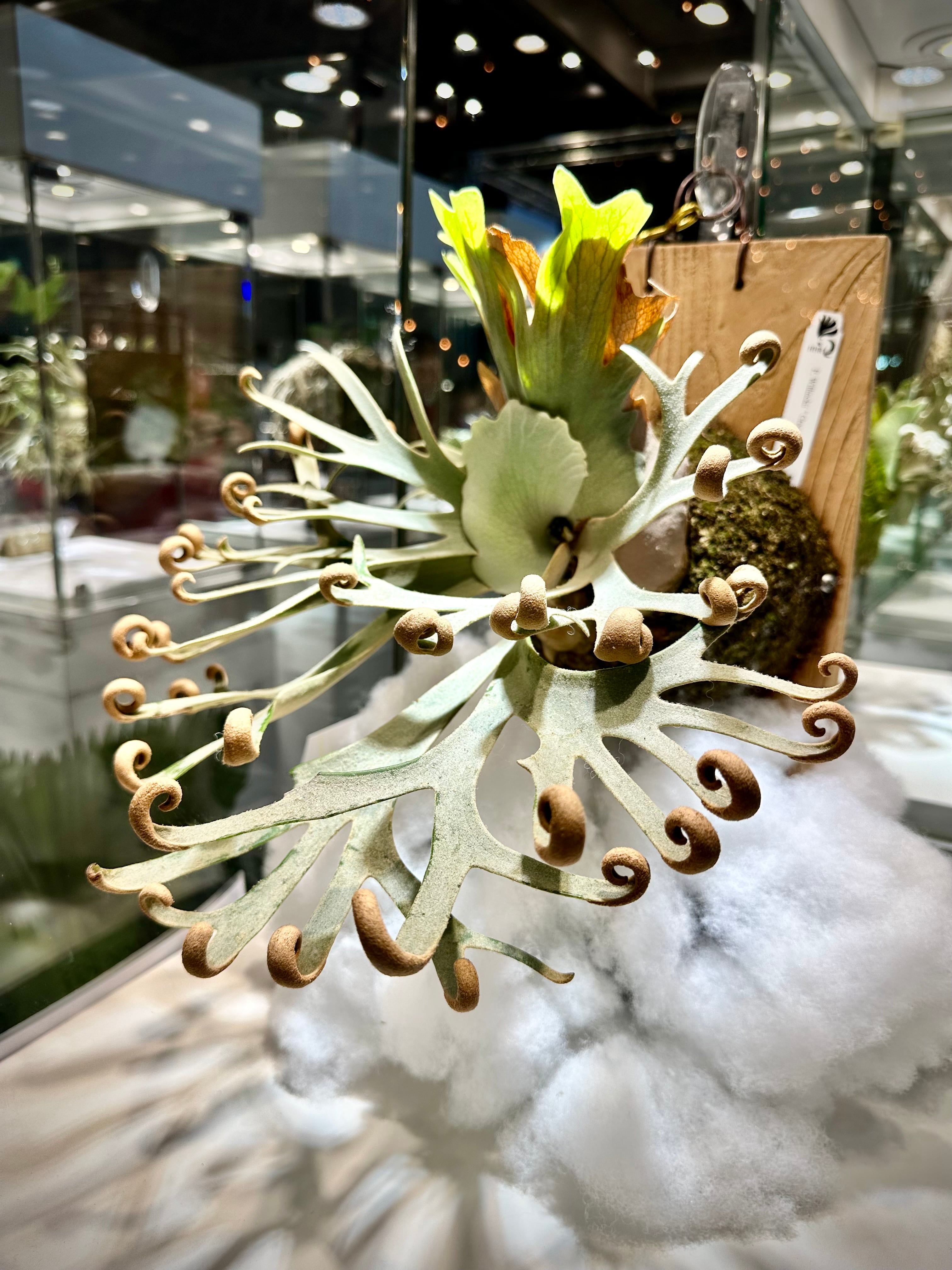 a) P. veitchii wild (vp#0 
