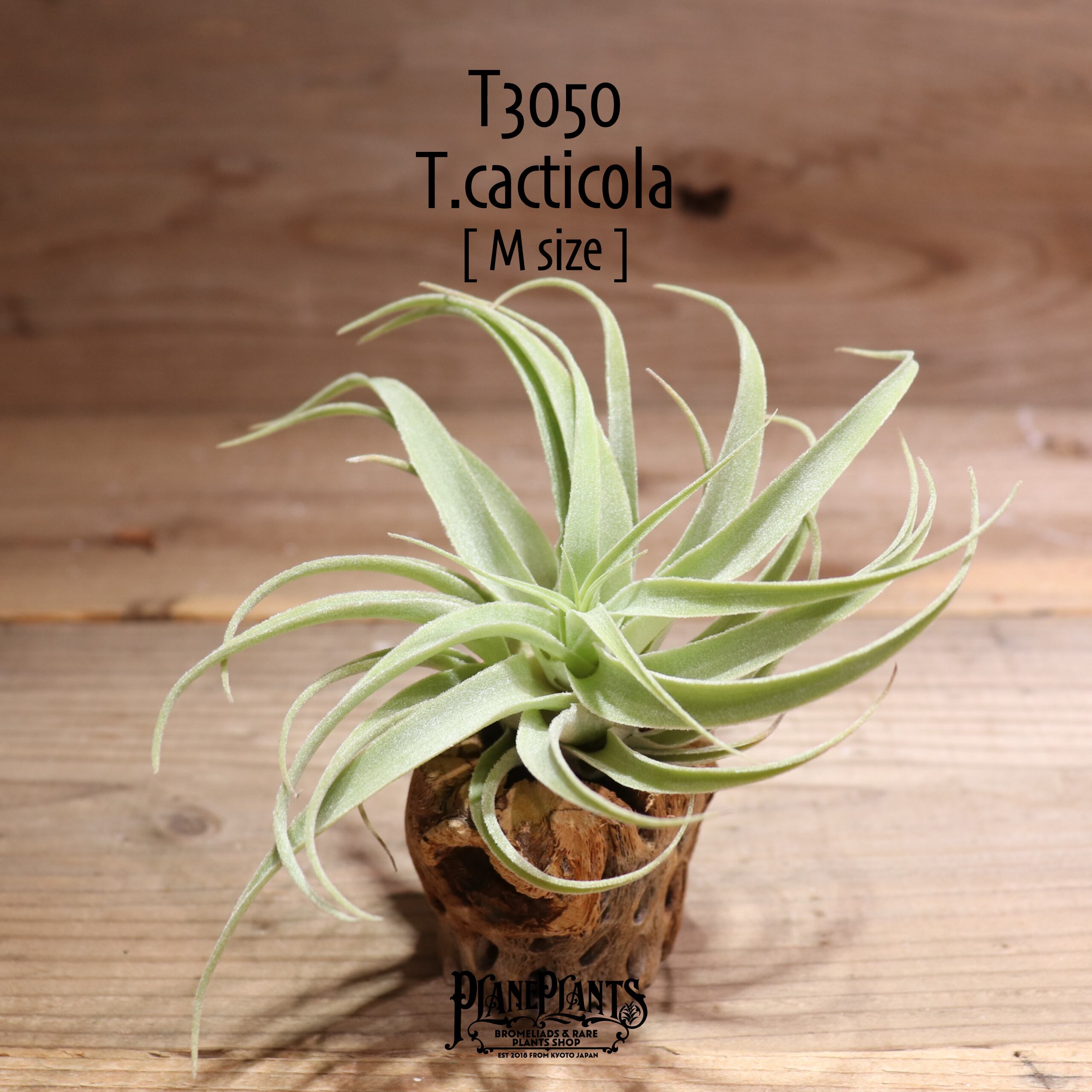 【送料無料】cacticola〔エアプランツ〕現品発送T3050