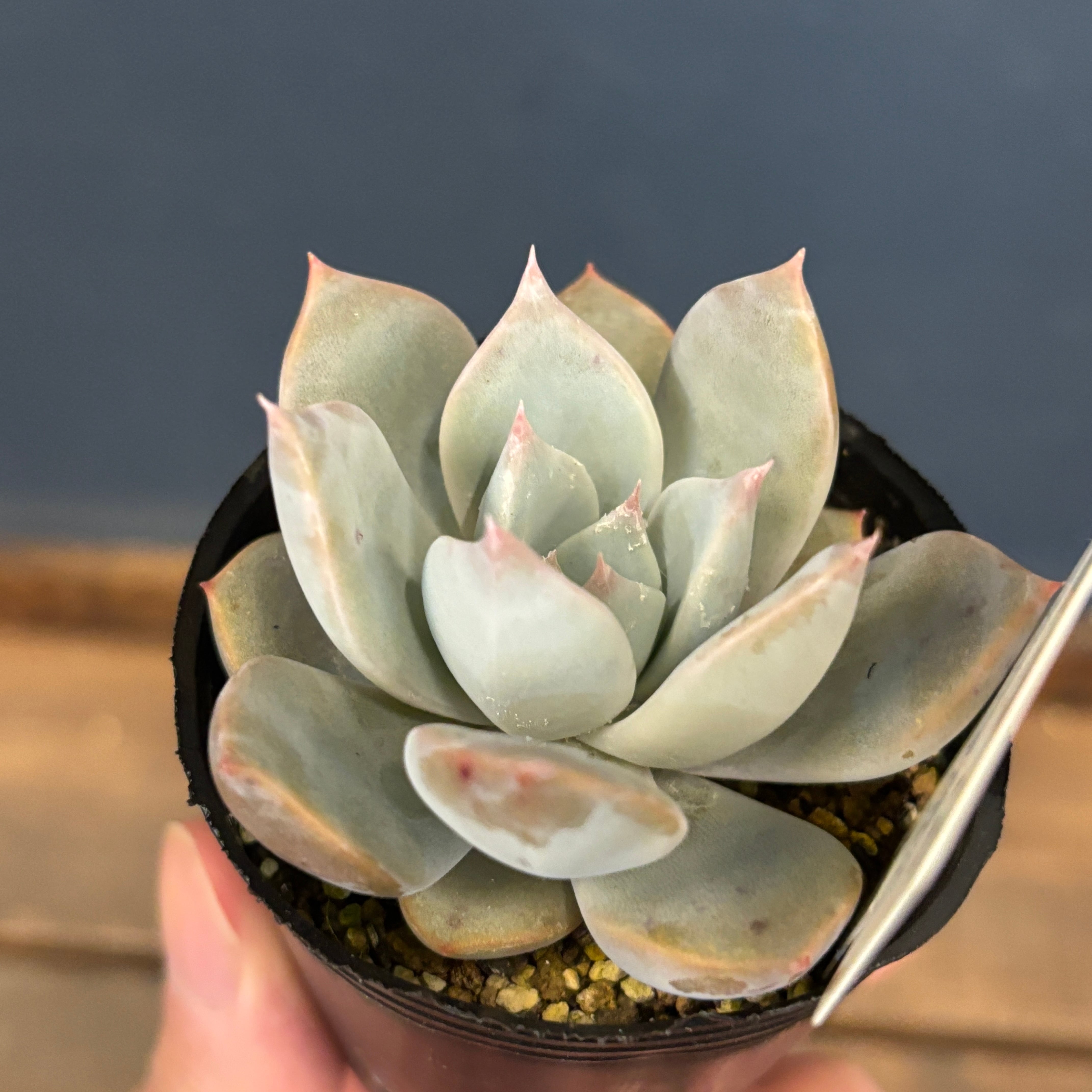 farmPALKさん苗 エケベリア リラシナRayones × コロラータタパルパ