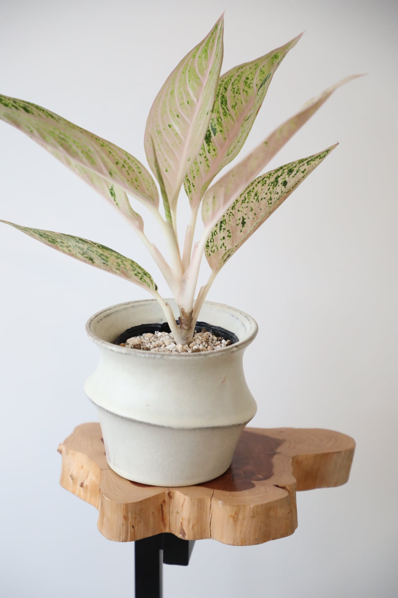 希少 観葉植物 良質 フィカス ティネケ ➁株 斑入り葉 白 陶器鉢 金運