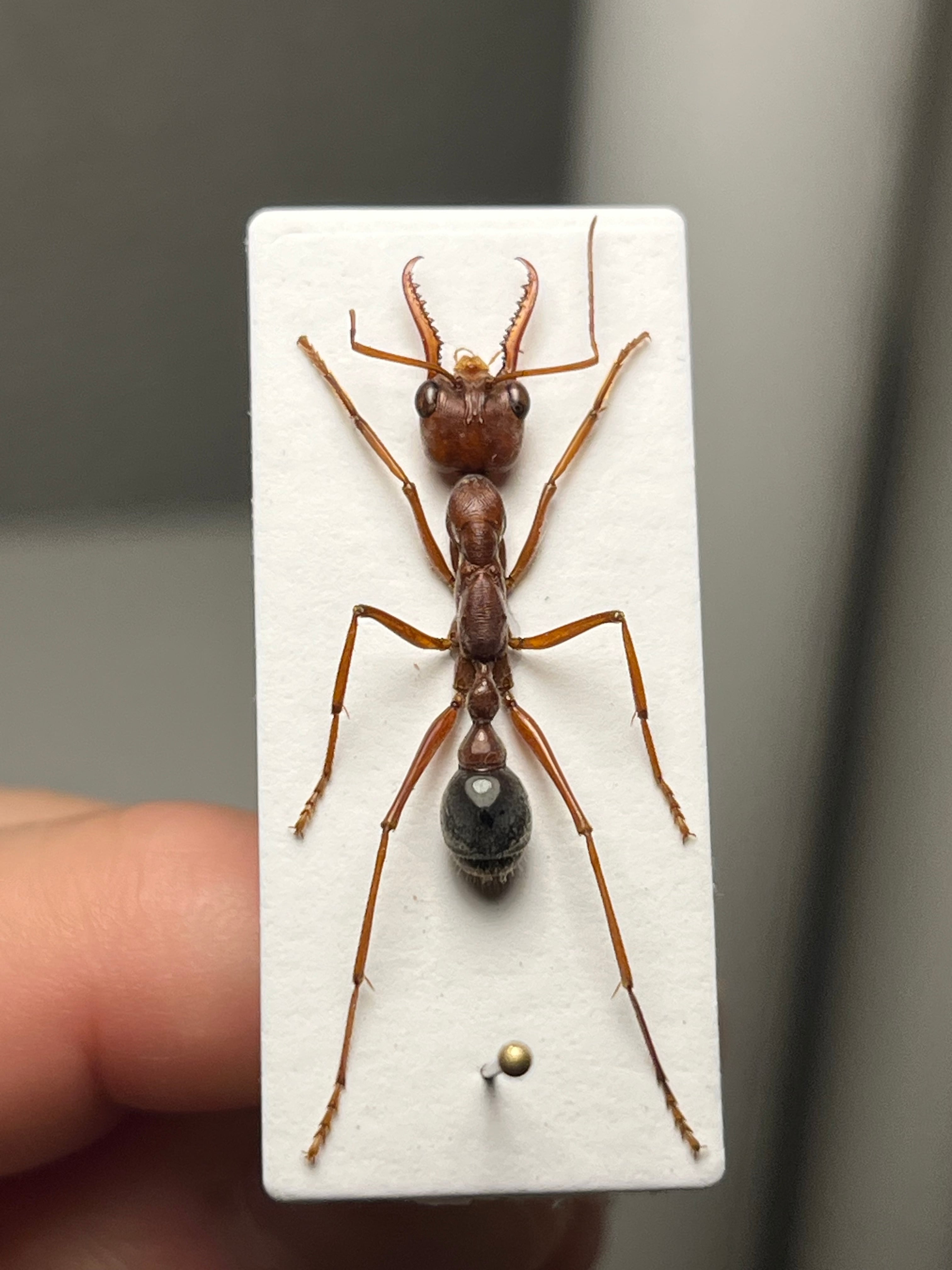 25mm】ブルドッグアント 標本 サスライアリドライバーアリ カマキリ