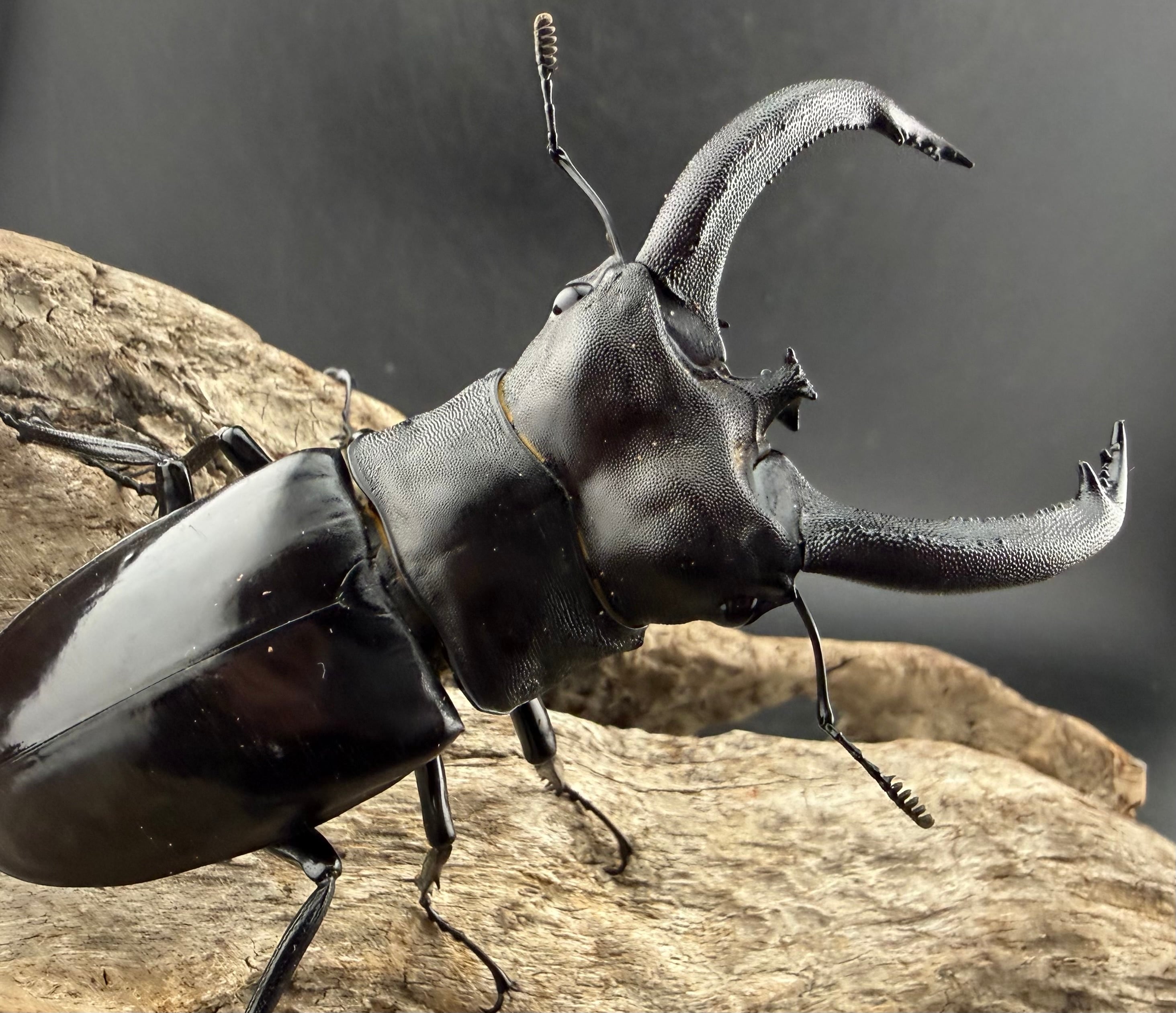 ぶた 000000000026-01-m.jpg?t=