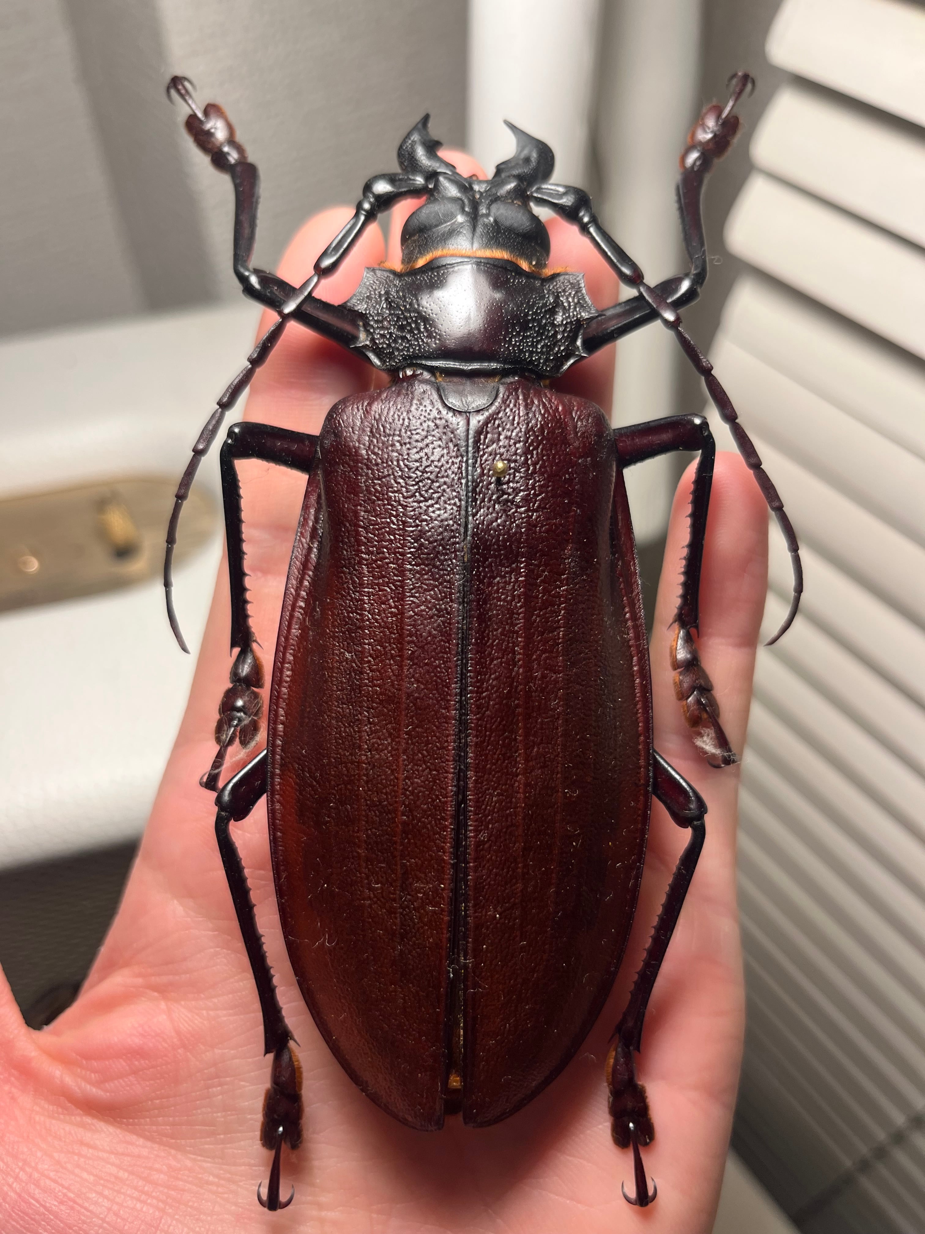121mm】タイタンオオウスバカミキリ カブトムシクワガタハナムグリ