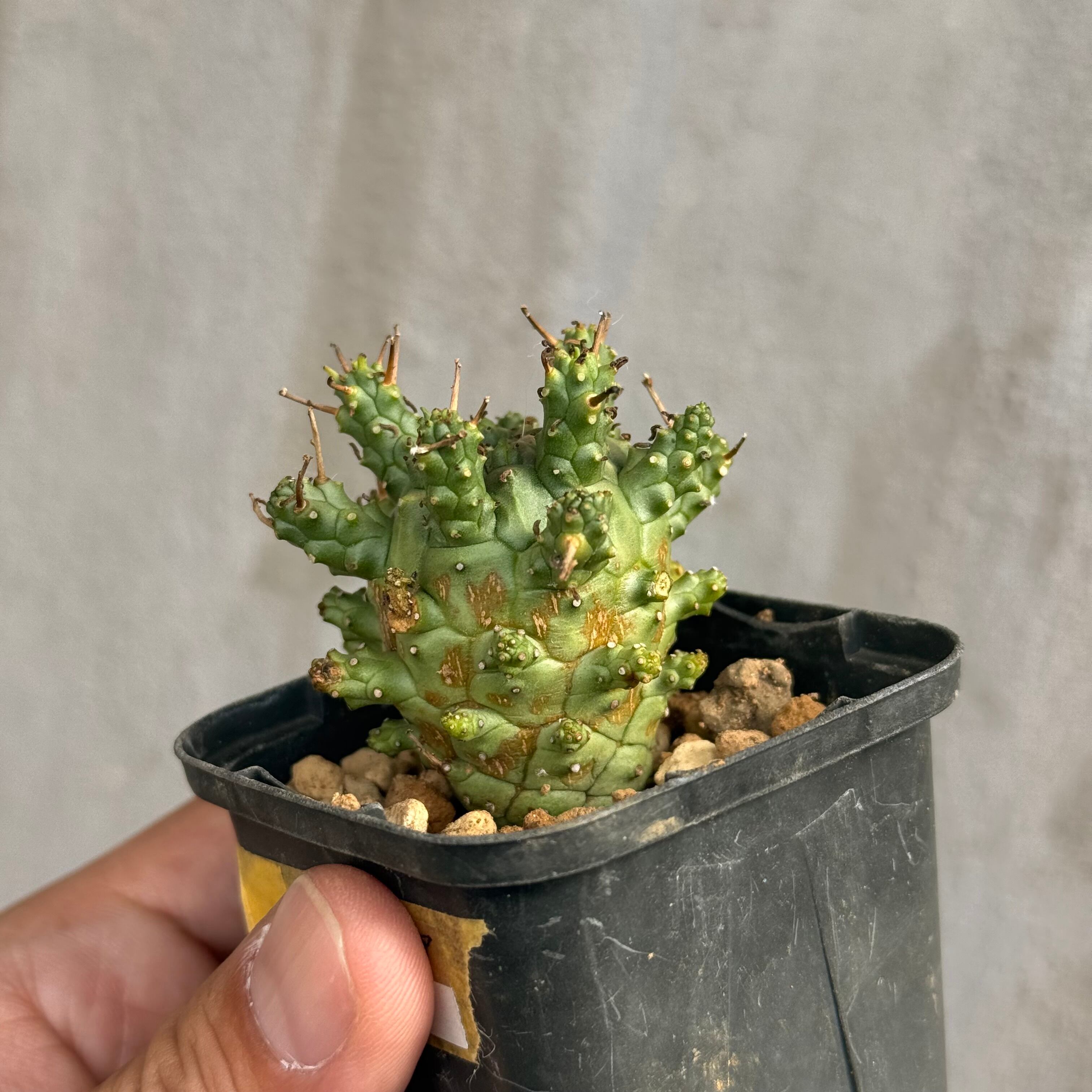 植物×作家鉢 【植え込み済み】 | A-PLANTS