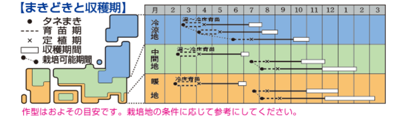 キャベツ 「ネオルビーSP」（2000粒）・画像3