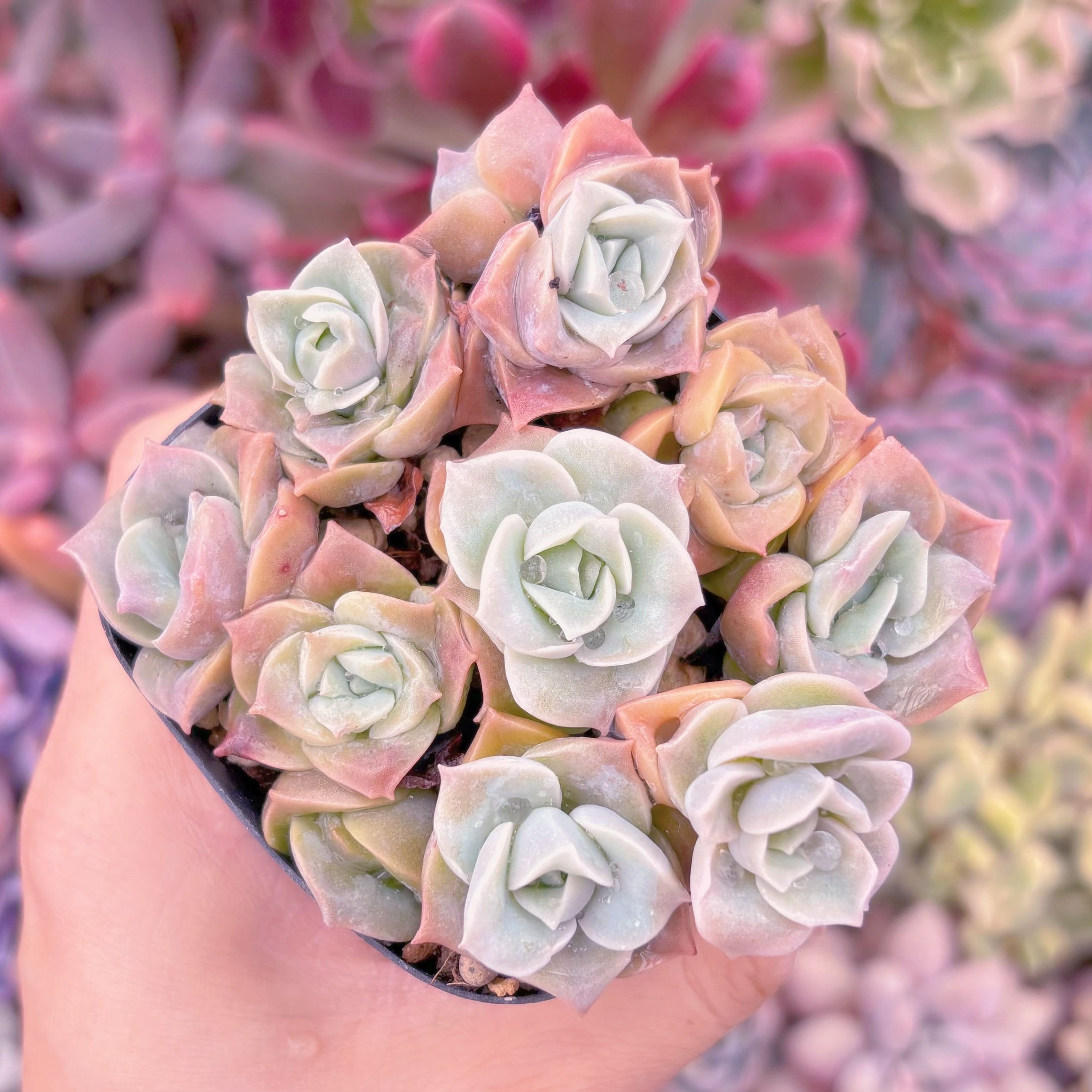 現品　ピンクラブリーローズ#569　るる農園