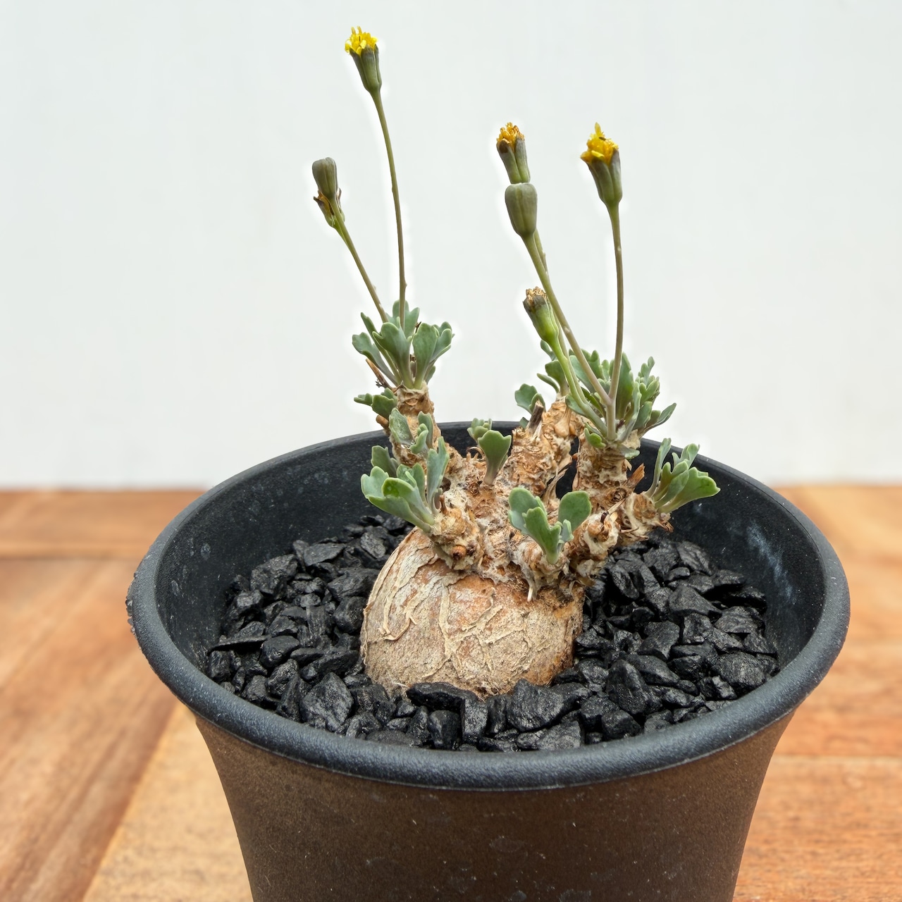 Othonna steinkopf×euphorbioides【スタインコフ×ユーフォルビオイデス】