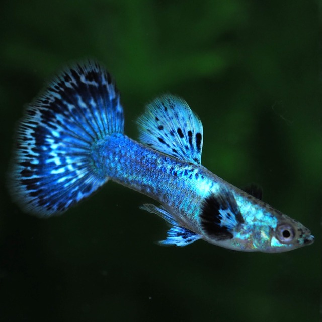 プラチナブルードラゴン　若魚1ペア＋おまけメス1匹