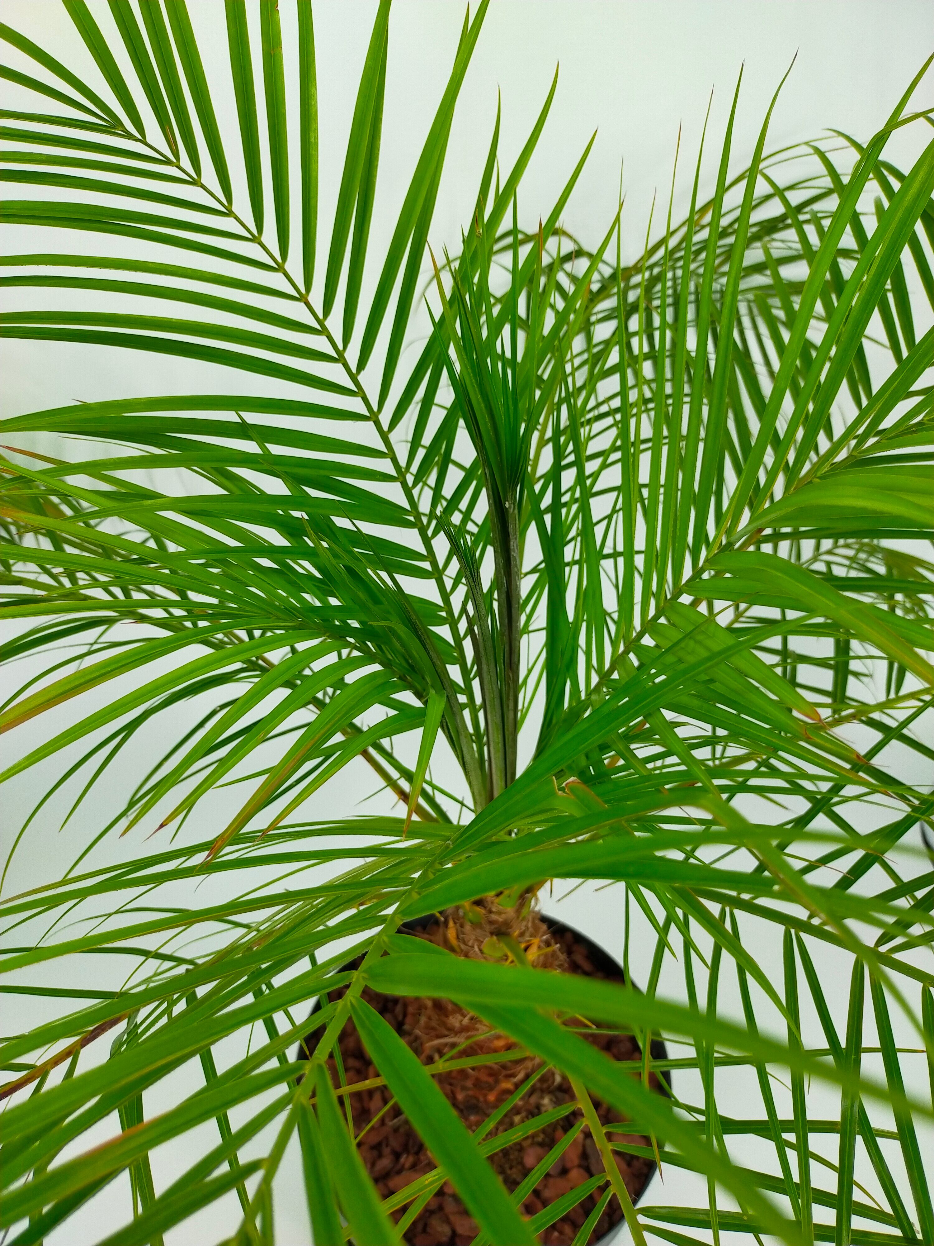 一部予約販売中 フェニックスロベレニー 0 植物 観葉植物