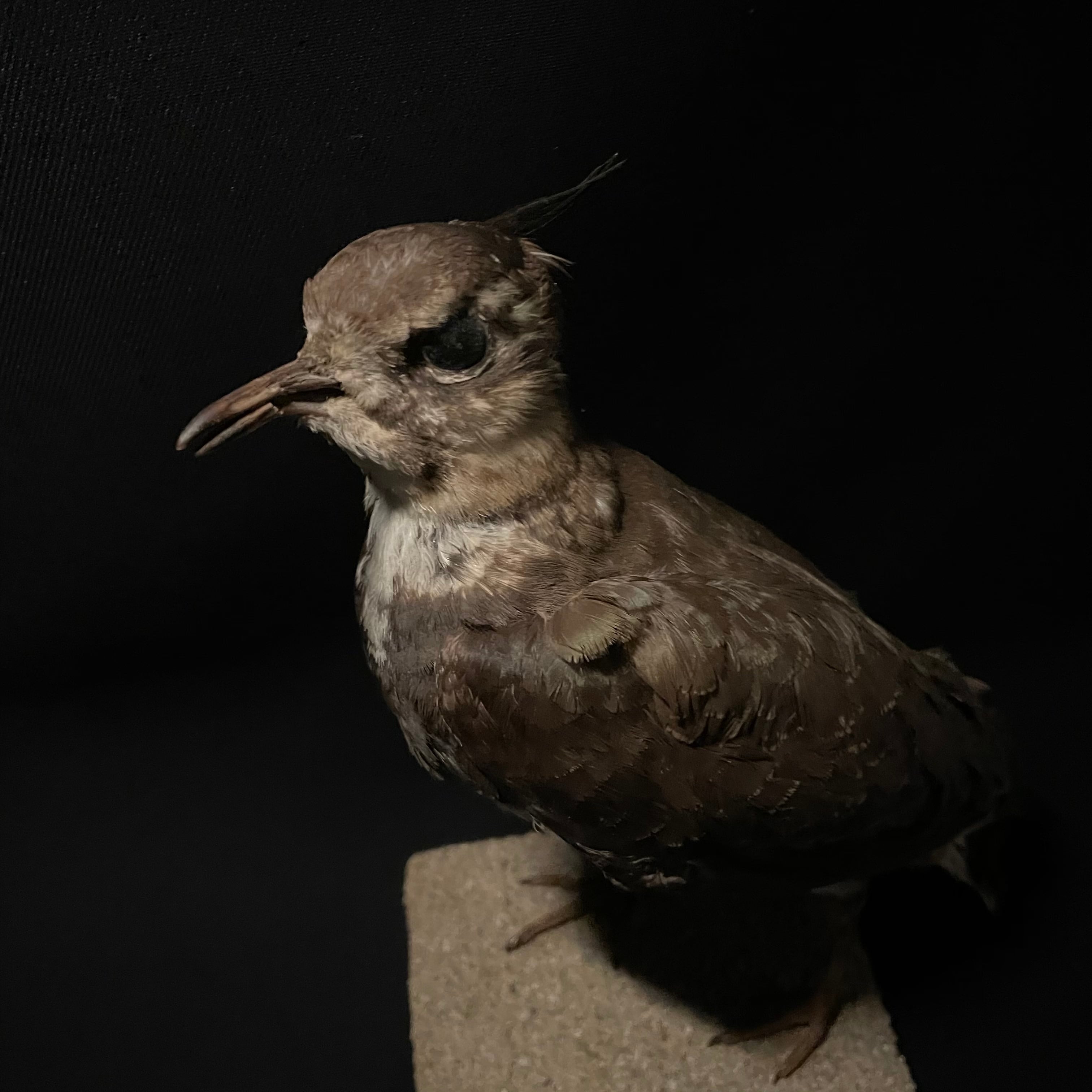 古い鳥の剥製 | quelque jour（フランスアンティーク＆ブロカント）