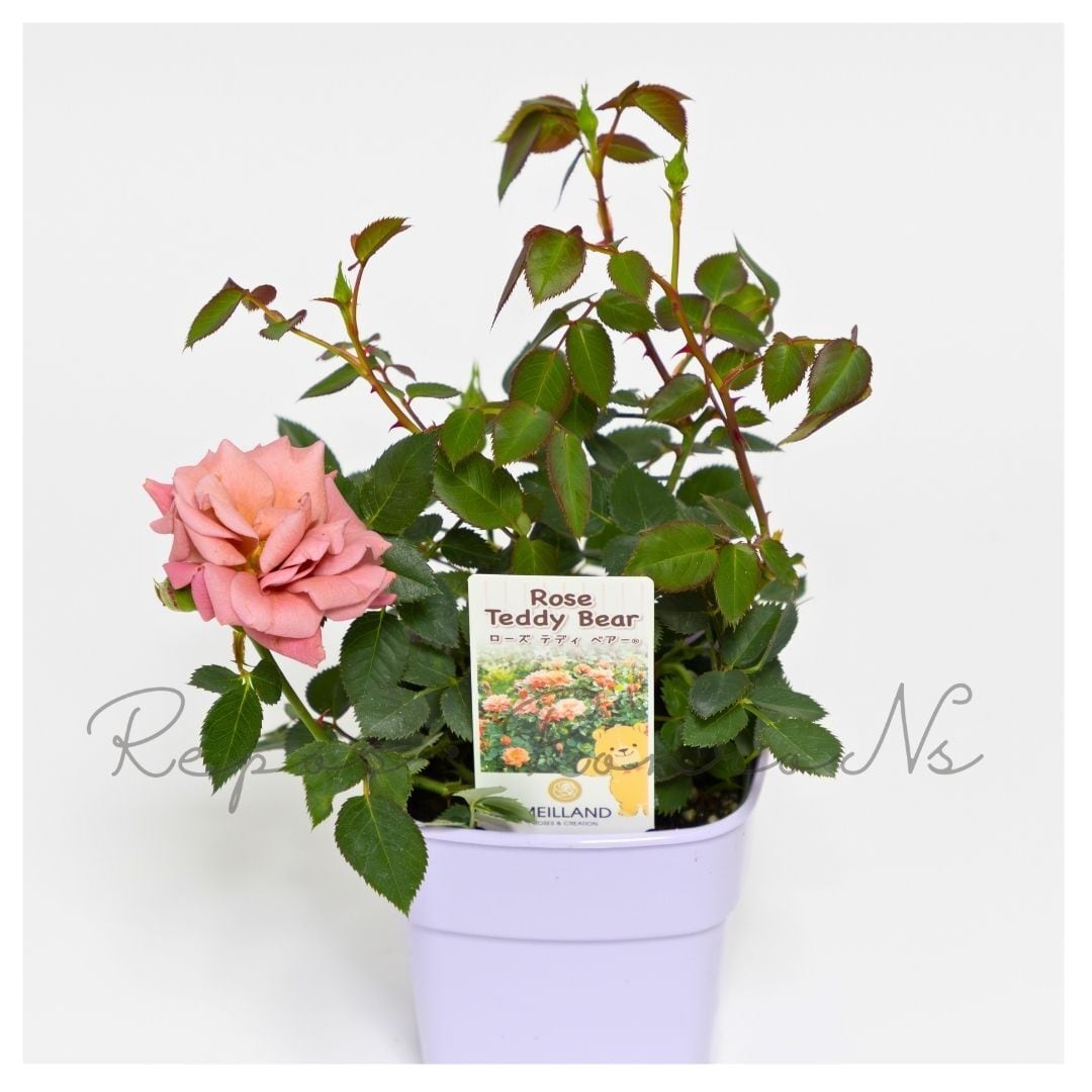 ミニバラ：テディベア（3-3.5号）芳香性 四季咲き ミニバラ苗 薔薇