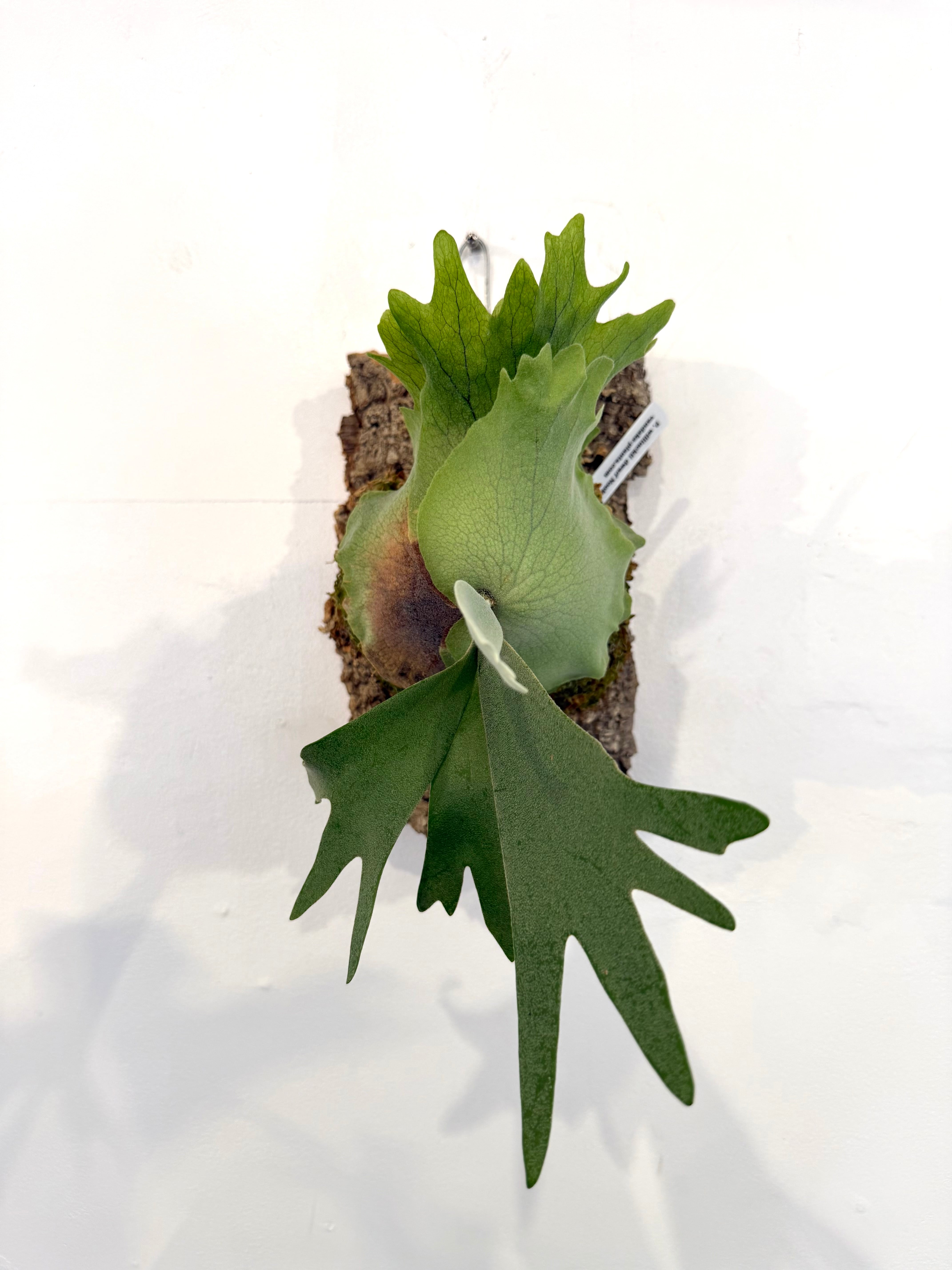 vandakaplants スパーバムドワーフ superbum #dwarf #platycerium #superbum #dwarf [Introducing
