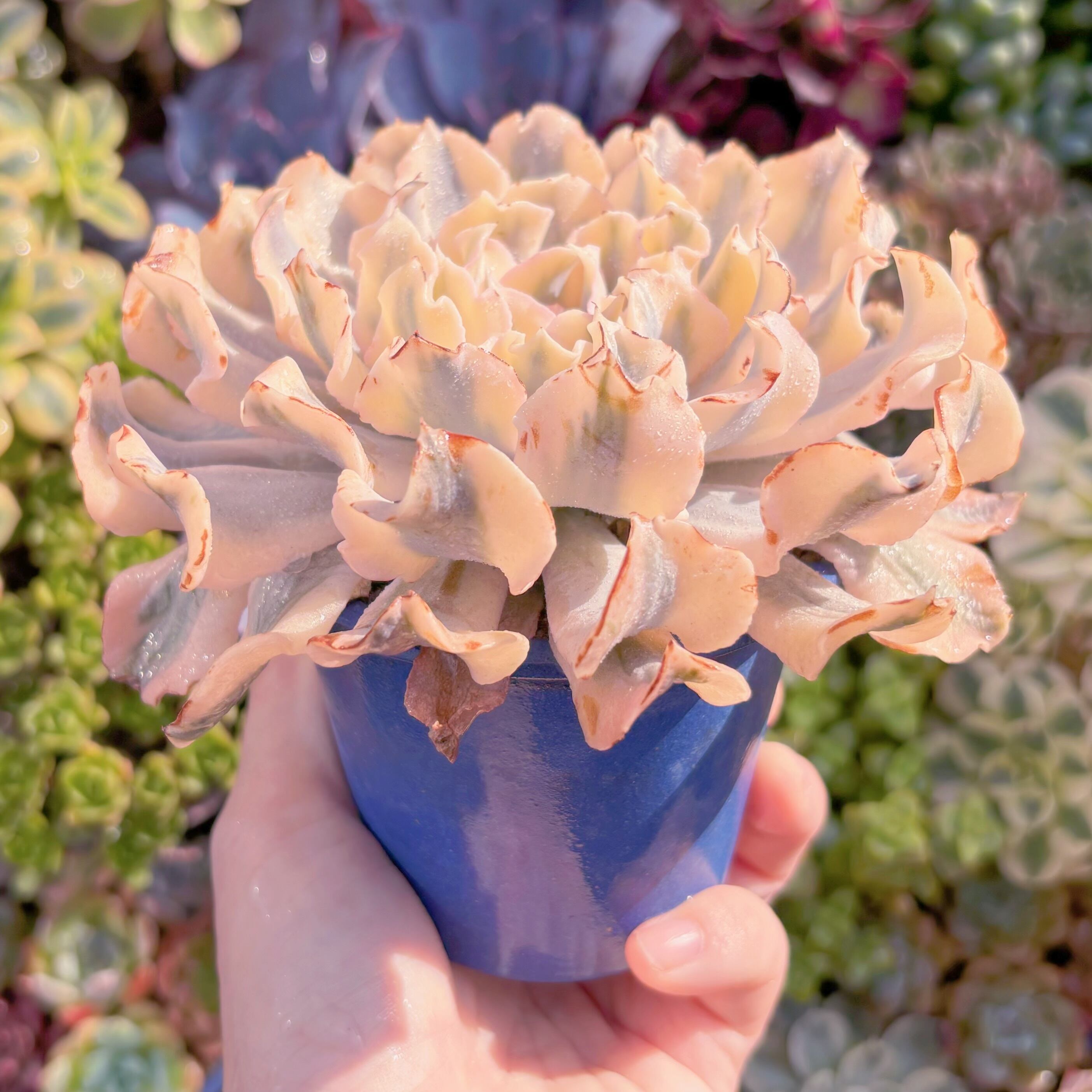 現品 シャフラン錦#C04 在庫僅少 るる農園 | るる農園~多肉植物専門