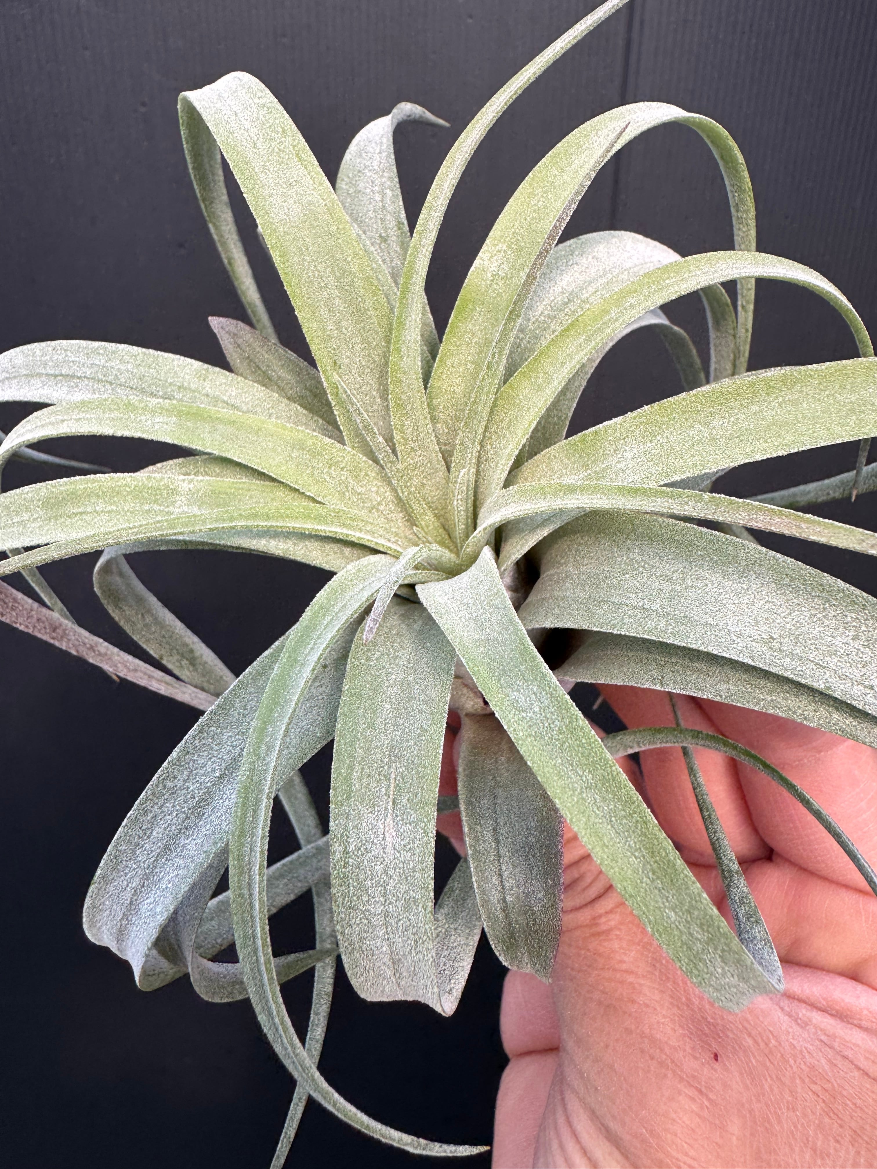 ベアコレアレ x イオナンタロン Bea Correale x ionantha Ron
