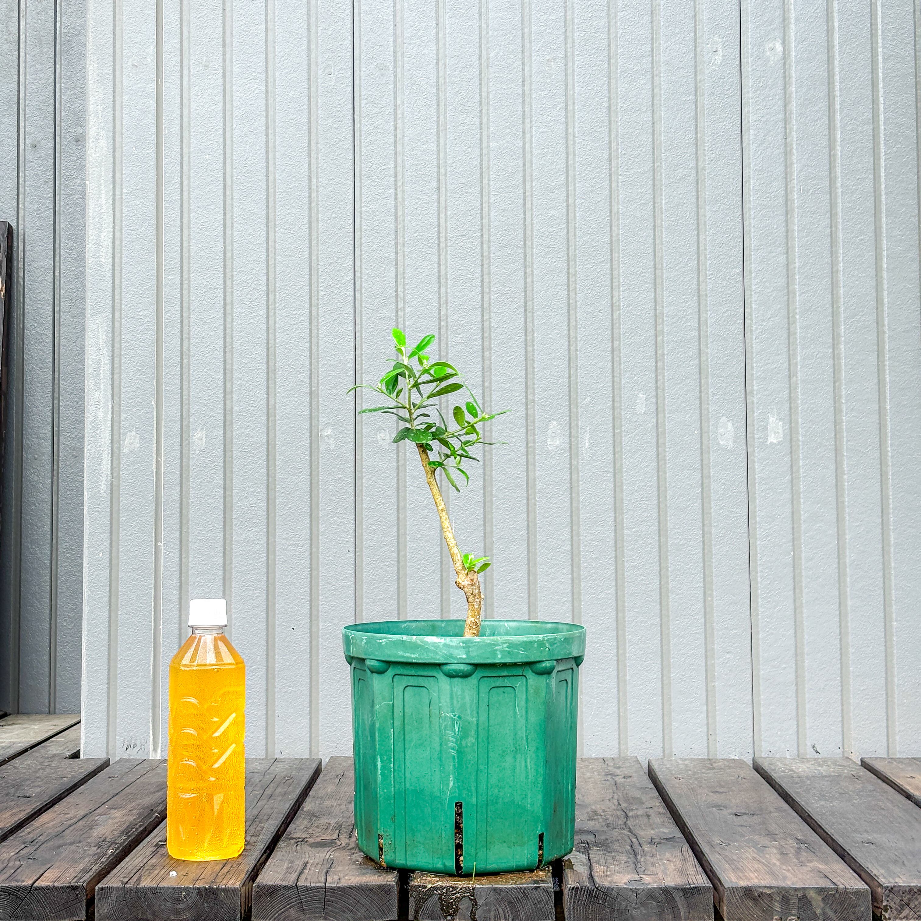 オリーブ 鉢植え 送料無料 クライスト｜育てやすい シンボルツリー