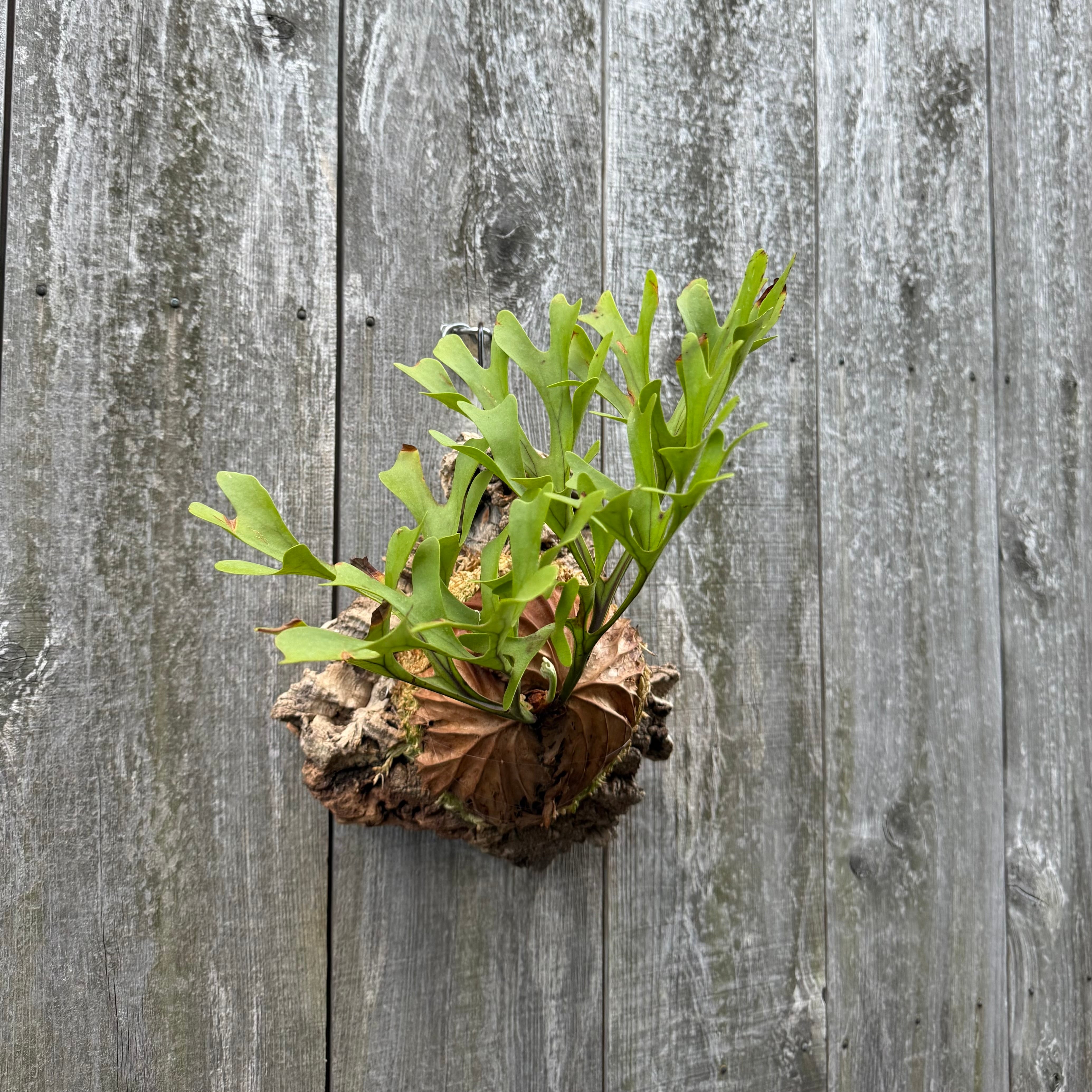 P.Triceratops (三角龍) pup | naturefix