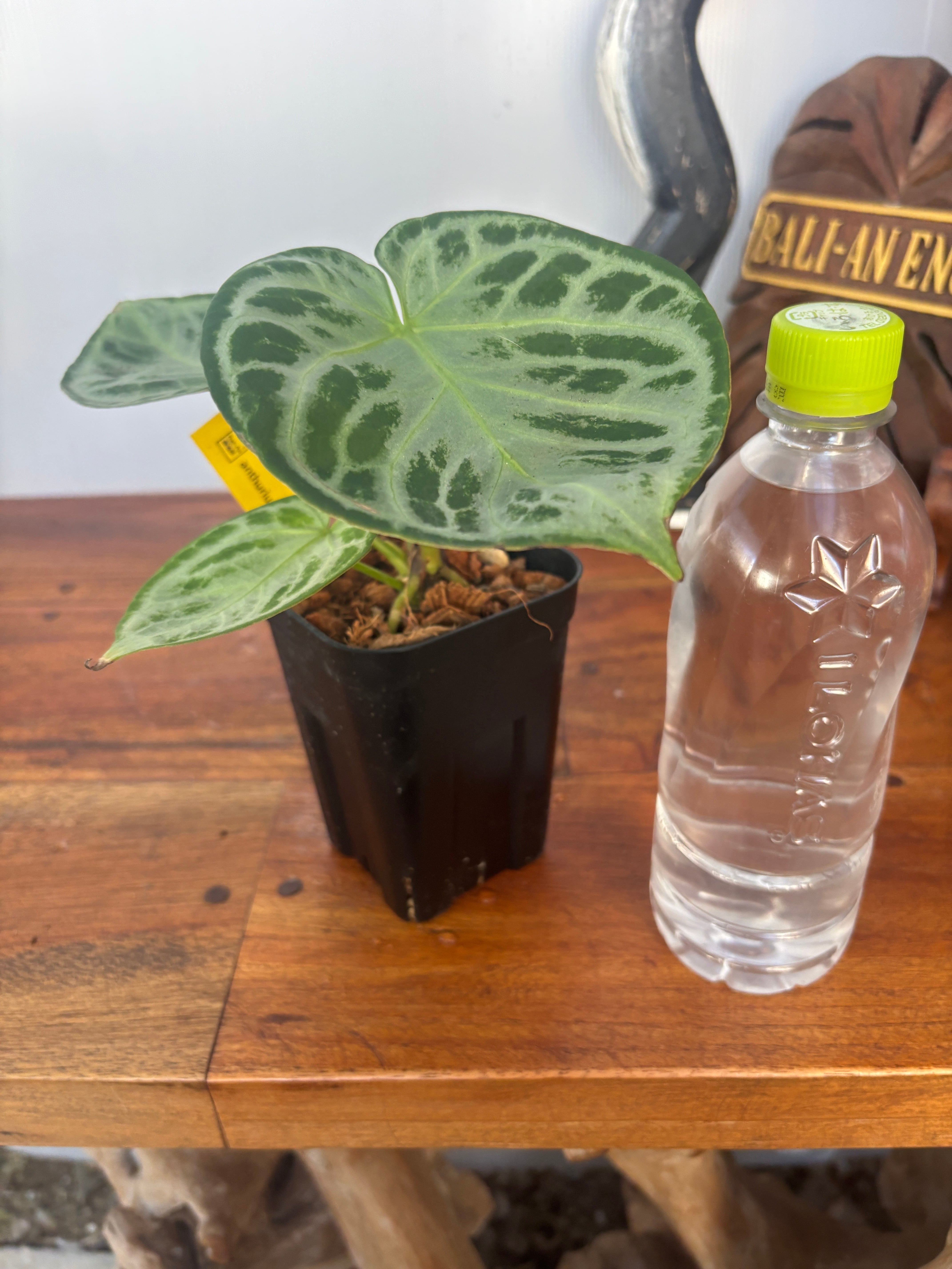 Anthurium | BA PLants