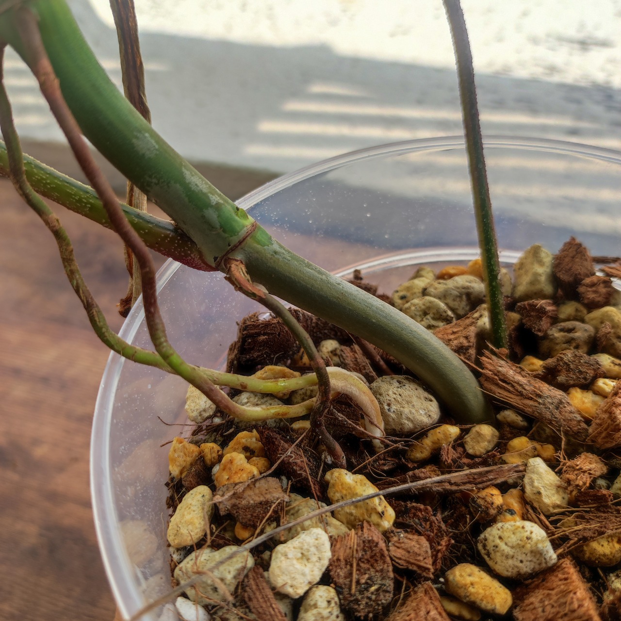 【美斑】フィロデンドロン フロリダビューティー/Florida beauty②