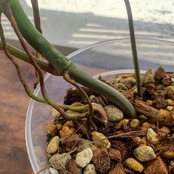 【美斑】フィロデンドロン フロリダビューティー/Florida beauty②