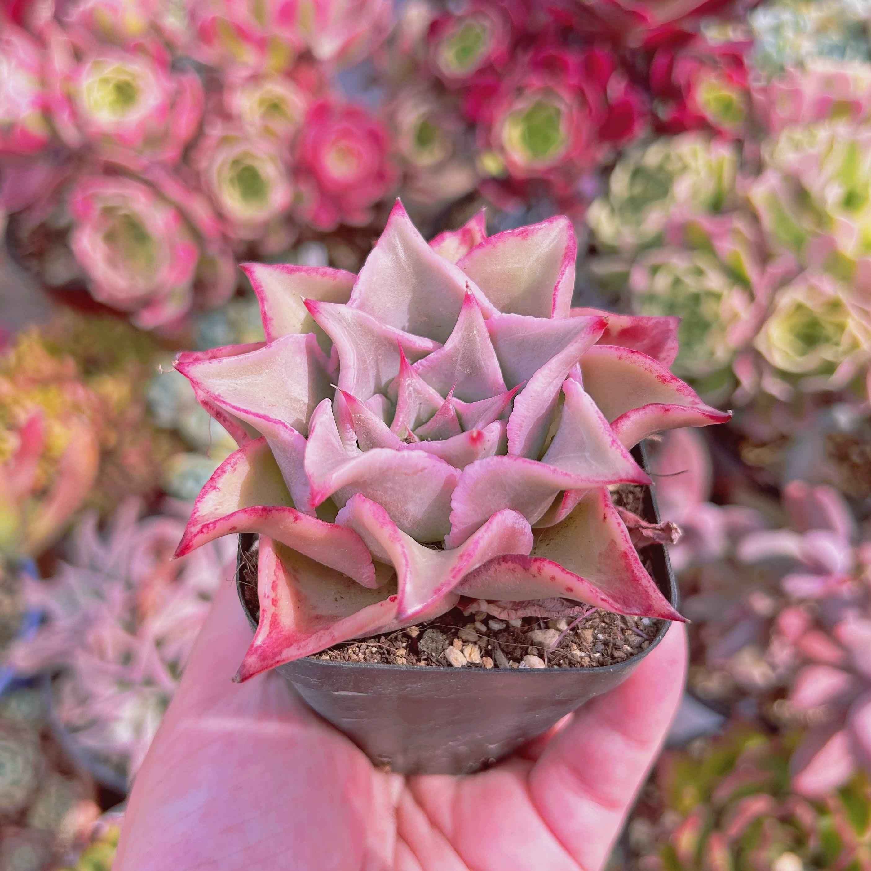 1175現物 多肉植物 血斑マディバ 特大 | るる農園~多肉植物専門