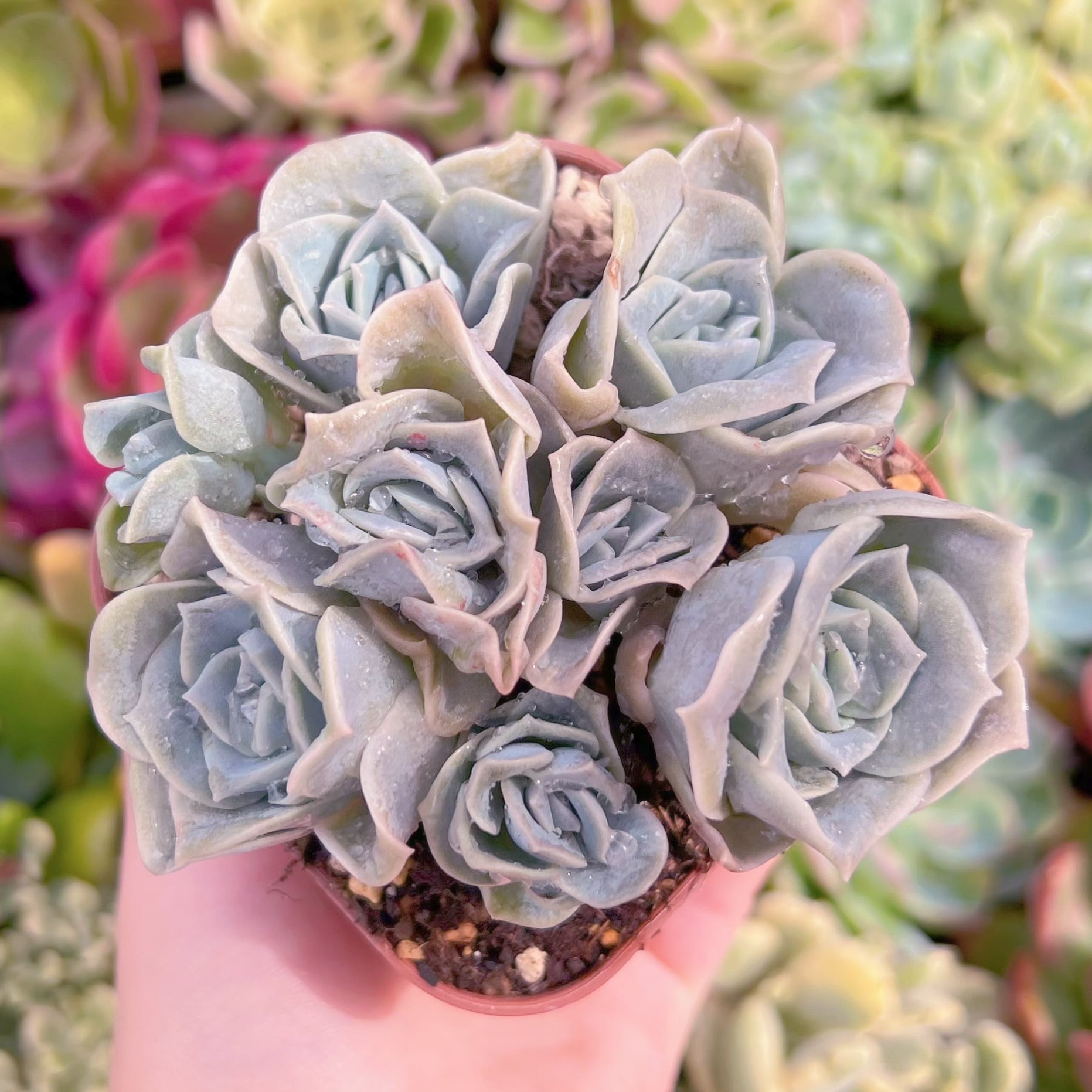 現品　ラブリーローズ#640　古株　るる農園