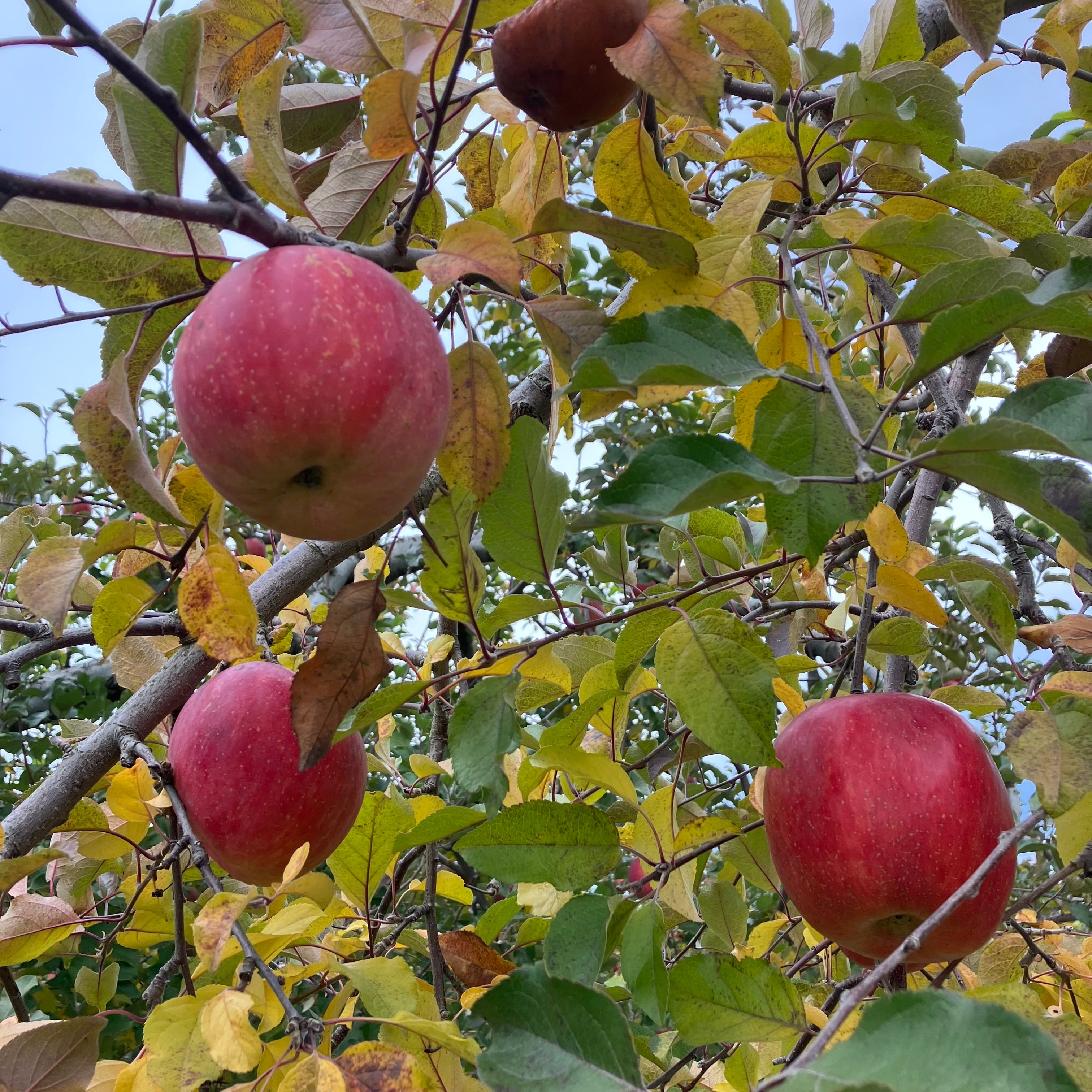 りんご | 信州 飯綱東高原農場 ITO果樹園