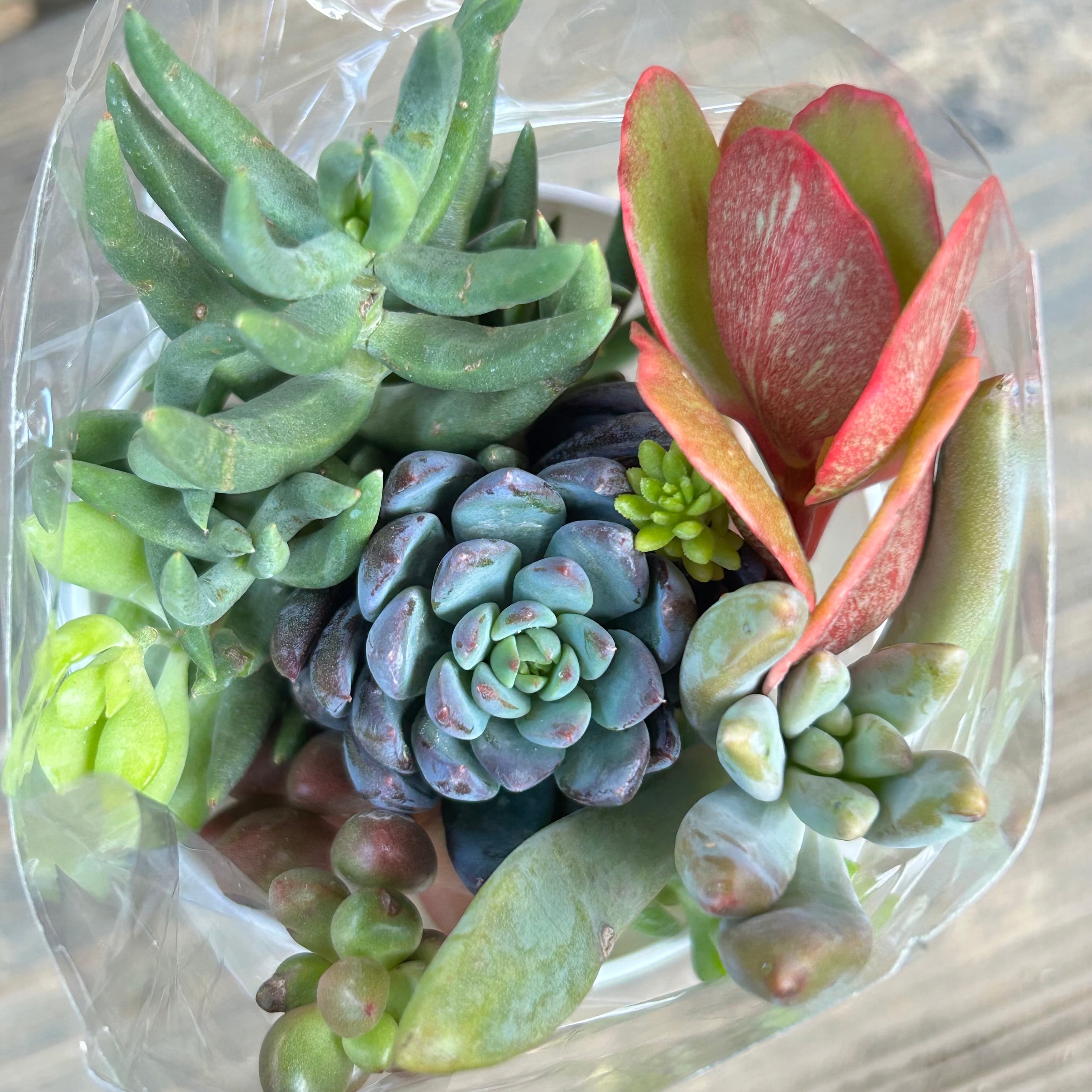 多肉植物✩.*˚プロリフェラ 抜き苗 【公式通販】