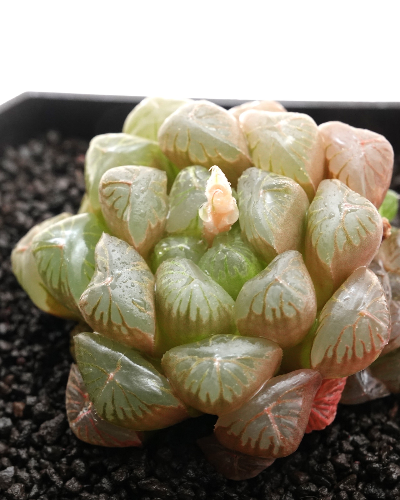 カット苗 ハオルチア 玉露 Haworthia 'Gyokuro'