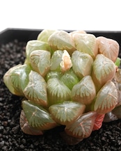 カット苗 ハオルチア 玉露 Haworthia 'Gyokuro'