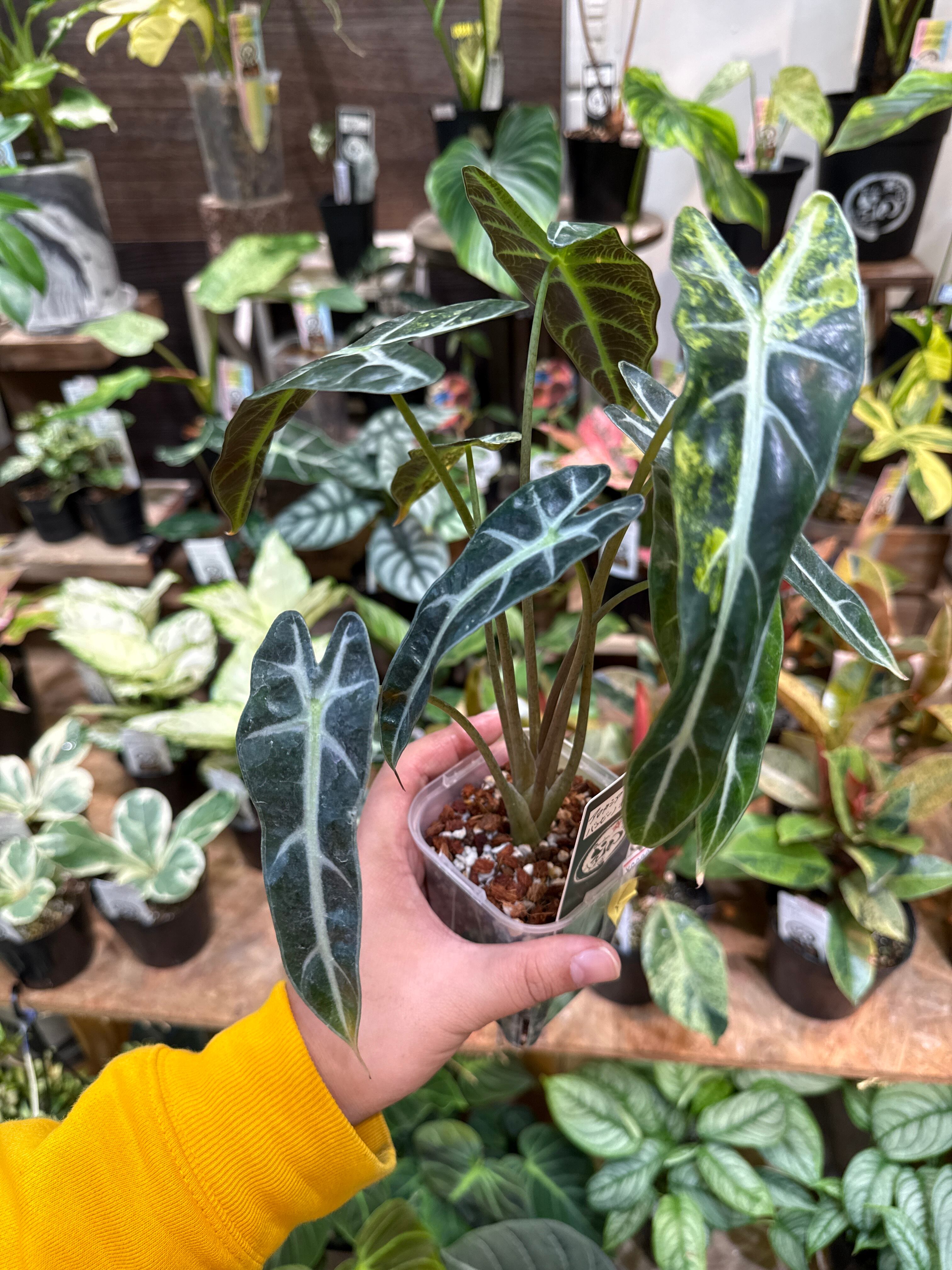 希少人気♡チランジア♡カピタータ サングロー ヴァリエガータ バリエ 斑入り 希少人気♡チランジア♡カピタータ サングロー ヴァリエガータ バリエ