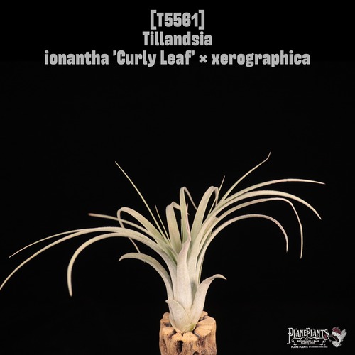 【reserved】ionantha 'Curly Leaf' × xerographica〔エアプランツ〕現品発送T5561