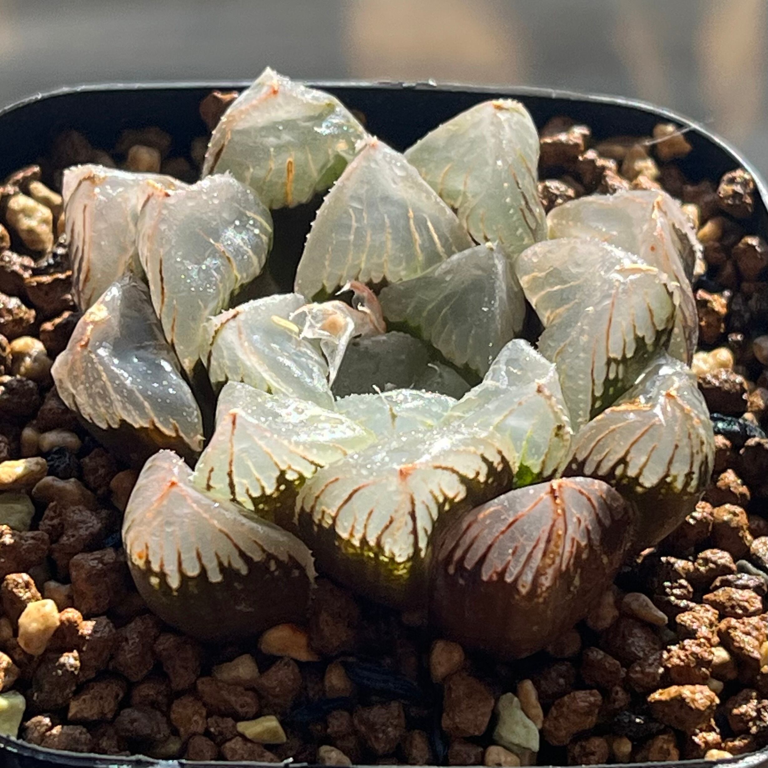 ハオルチア スターズフェアリー | mocono_plants