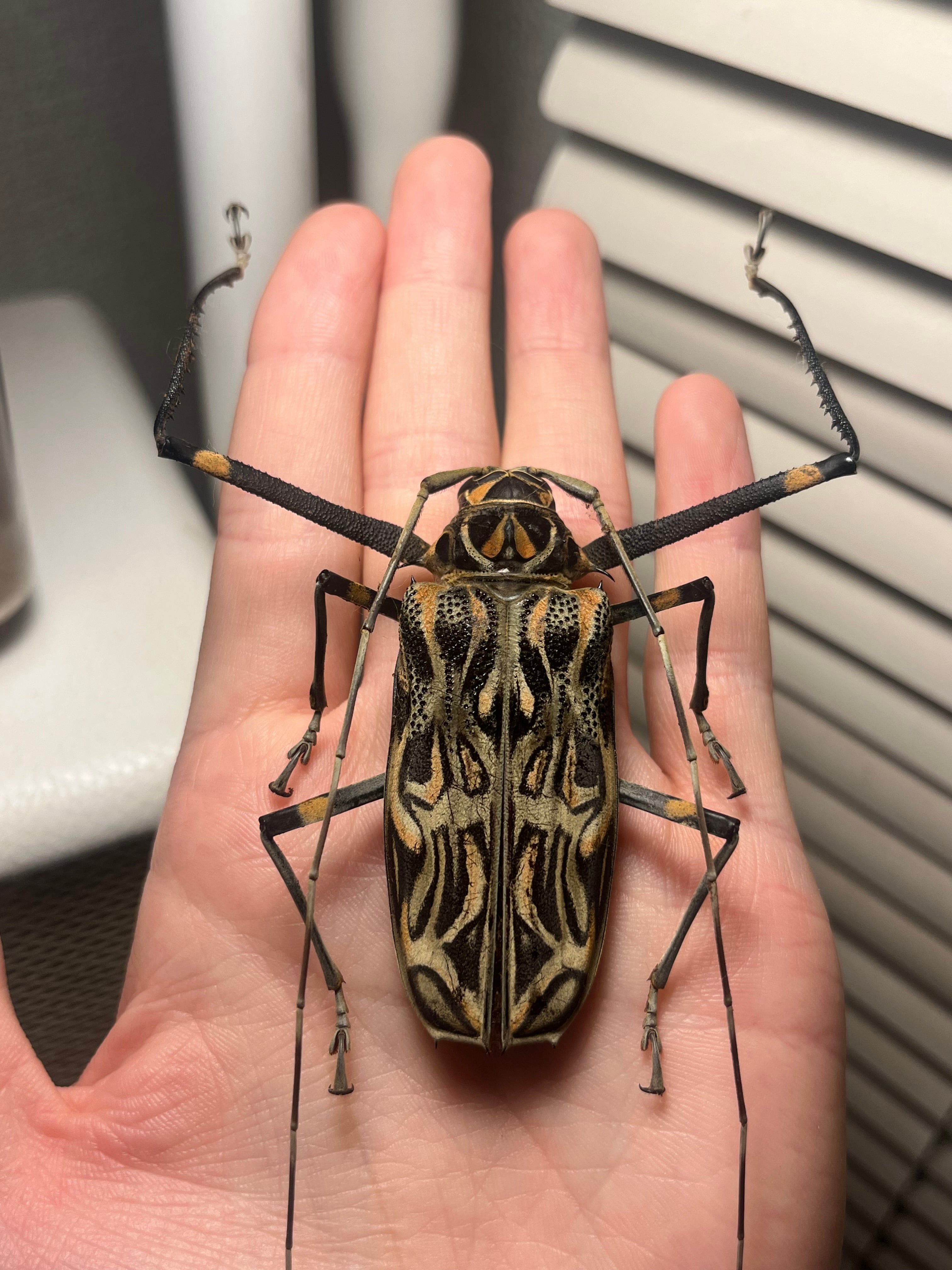 【開翅64mm】テナガカミキリ♀昆虫標本甲虫ハムシサソリ 開翅64mm】テナガカミキリ♀昆虫標本甲虫ハムシサソリタランチュラ