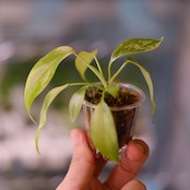 Philodendron Radiatum x Florida Beauty x Mayoi / フィロデンドロン