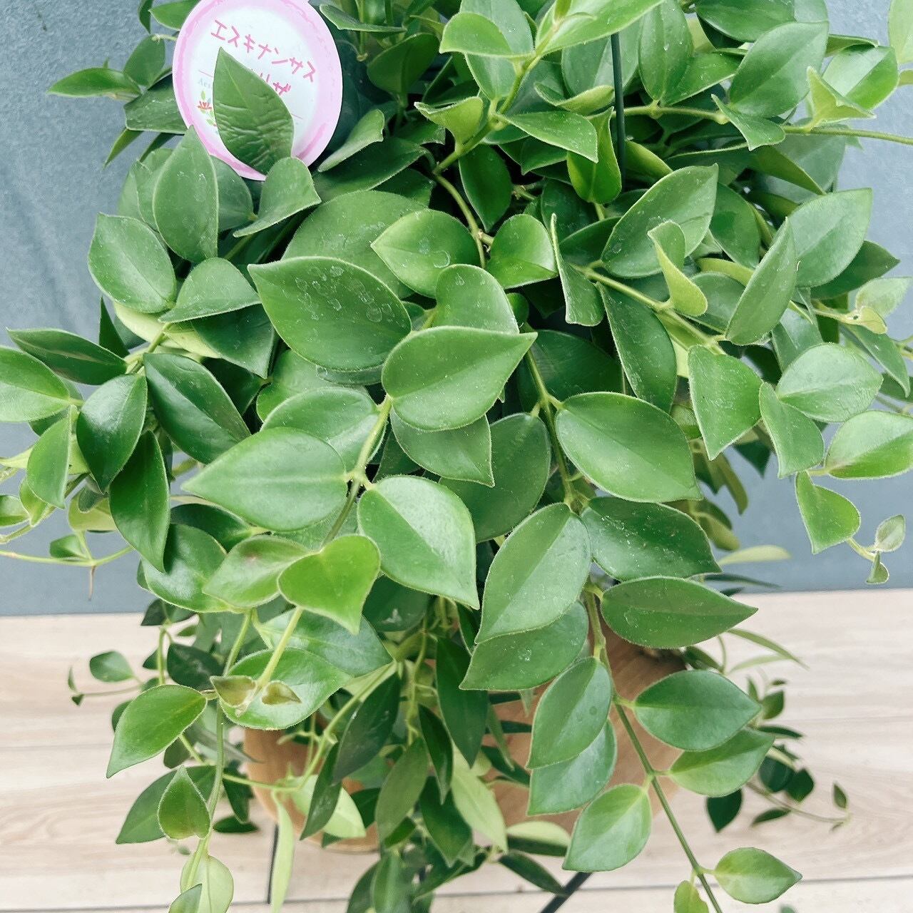 現品］95番 エスキナンサス モナリザ 5号 観葉植物 室内 吊り下げ