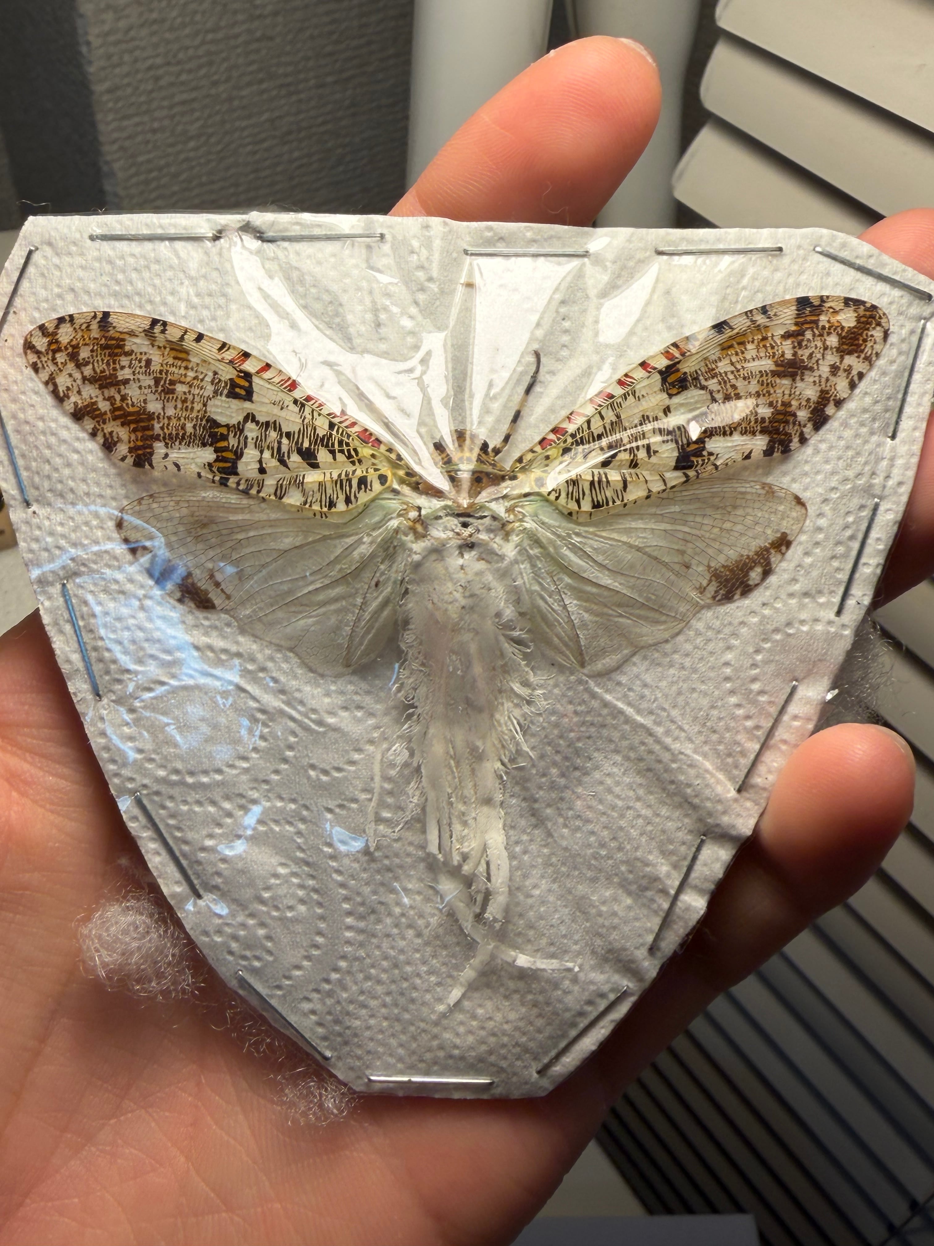 テンニョハゴロモ 標本 蛾 オオミズアオ オナガミズアオ Parnassius