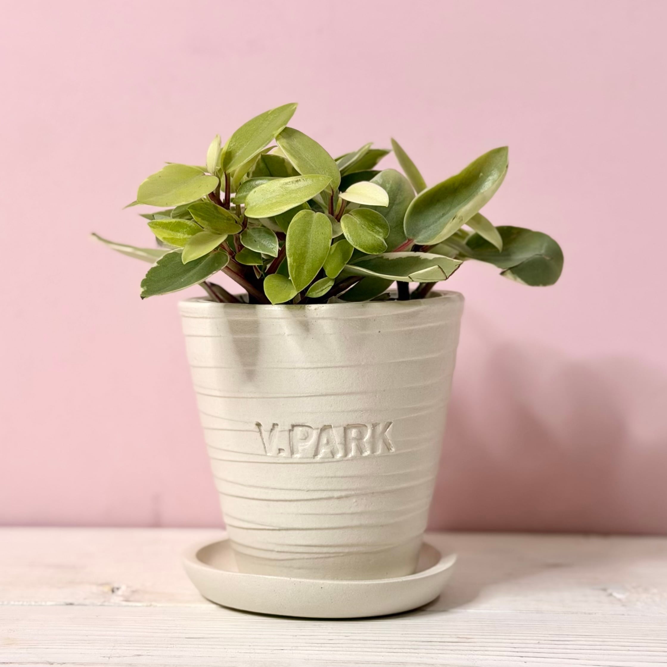 ペペロミア ピクシー オリジナル信楽焼鉢 | V.PARK