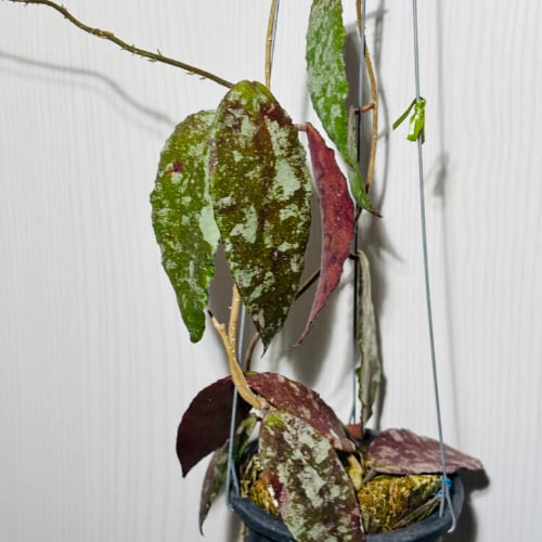 ホヤ カウダータ スマトラ ゴールド Hoya caudata Sumatra gold