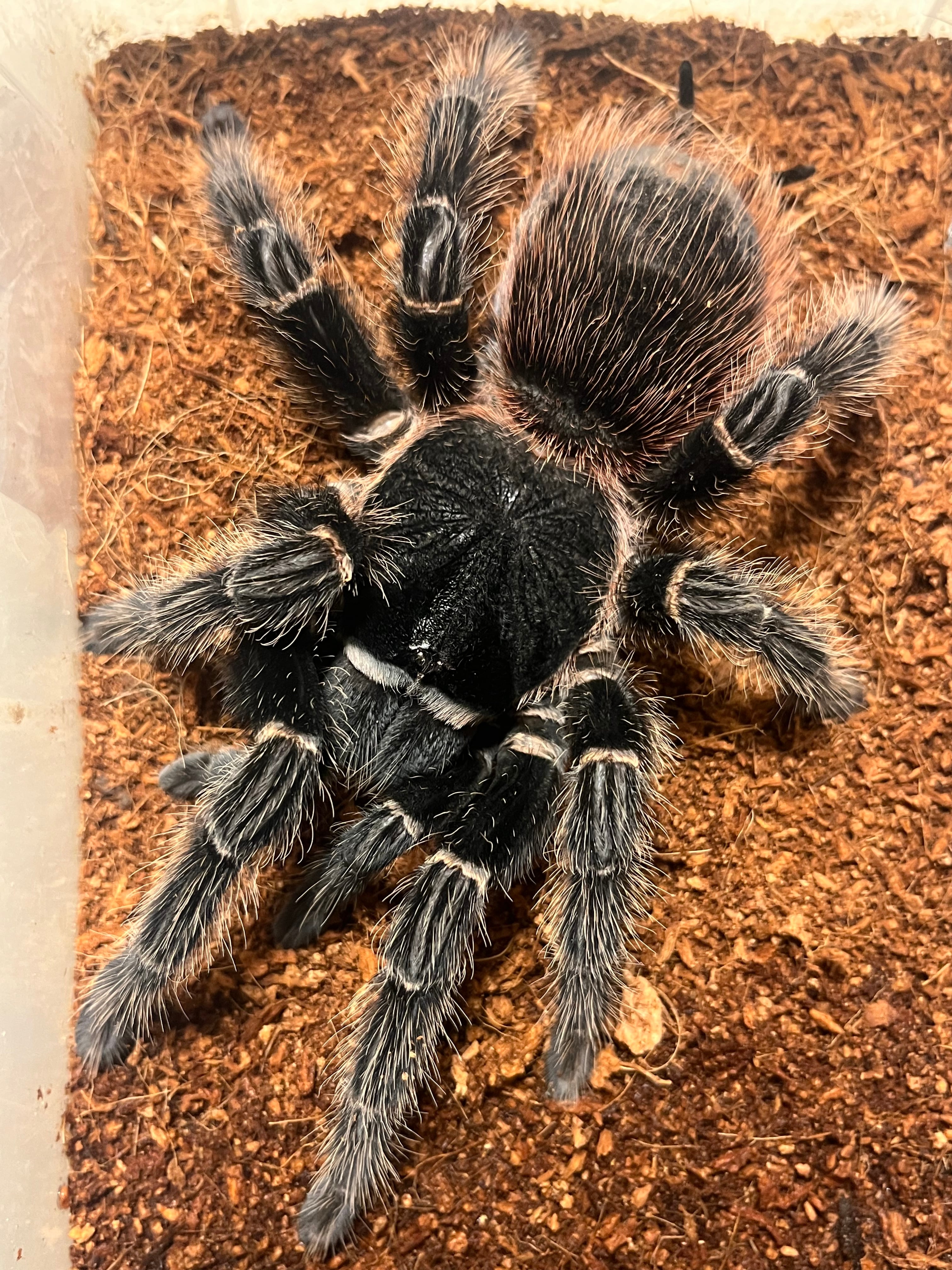特大♀】バイーアスカーレットタランチュラ 体長10cm程 ムカデ